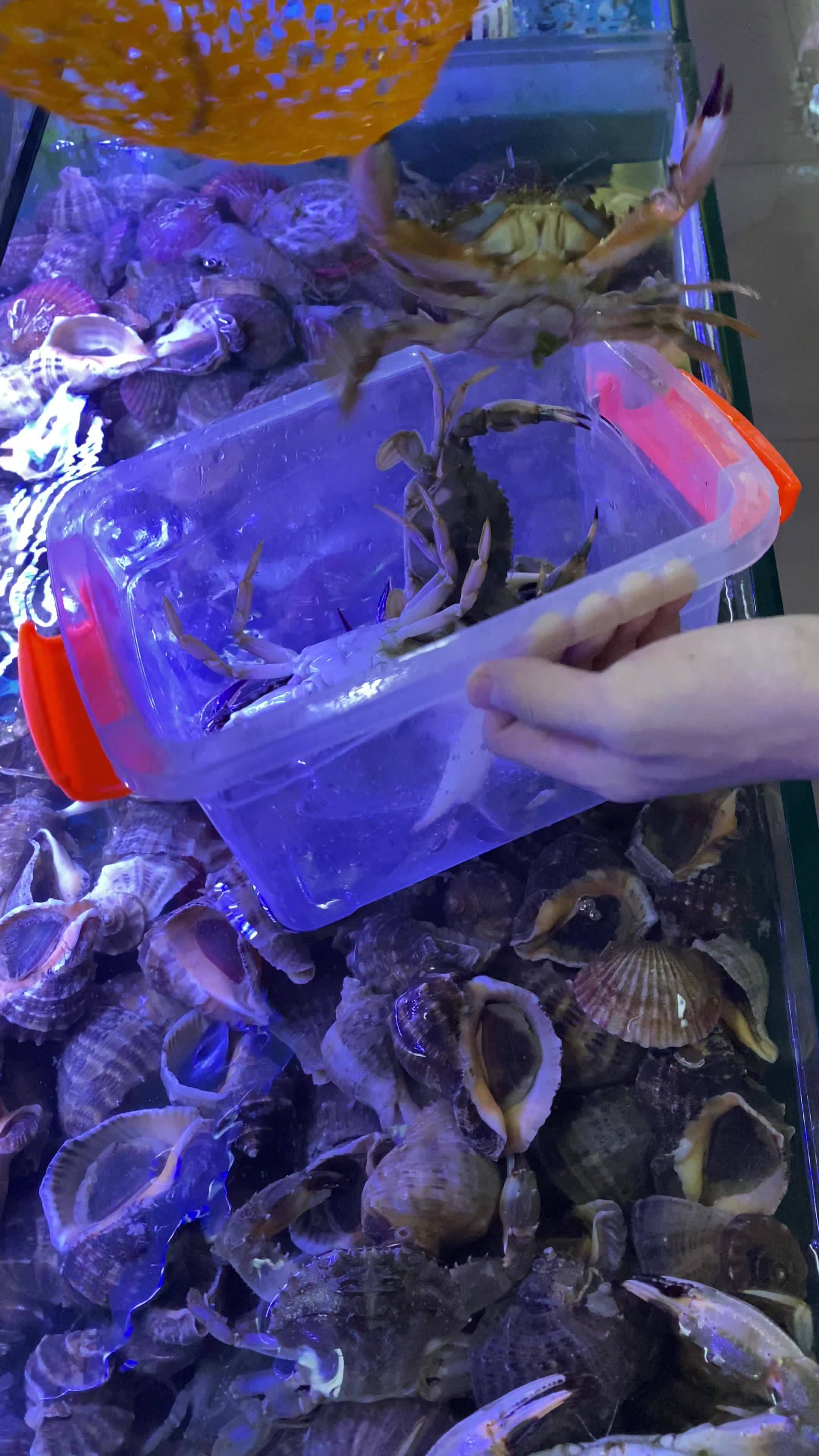 海鲜水产海蟹海虾海蛤蛤蜊生蚝视频素材画面3