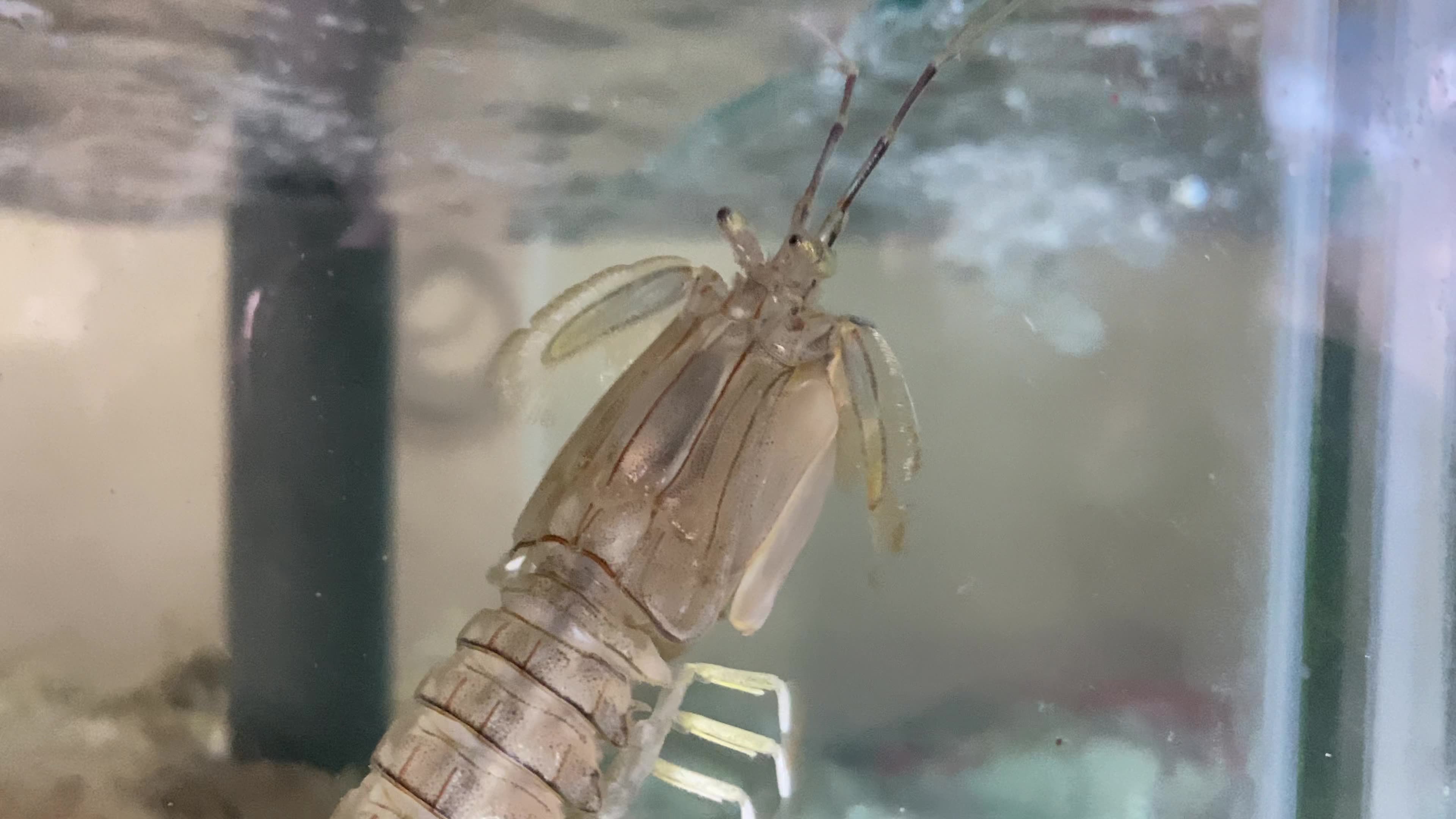 海鲜水产海蟹海虾海蛤蛤蜊生蚝视频素材画面1