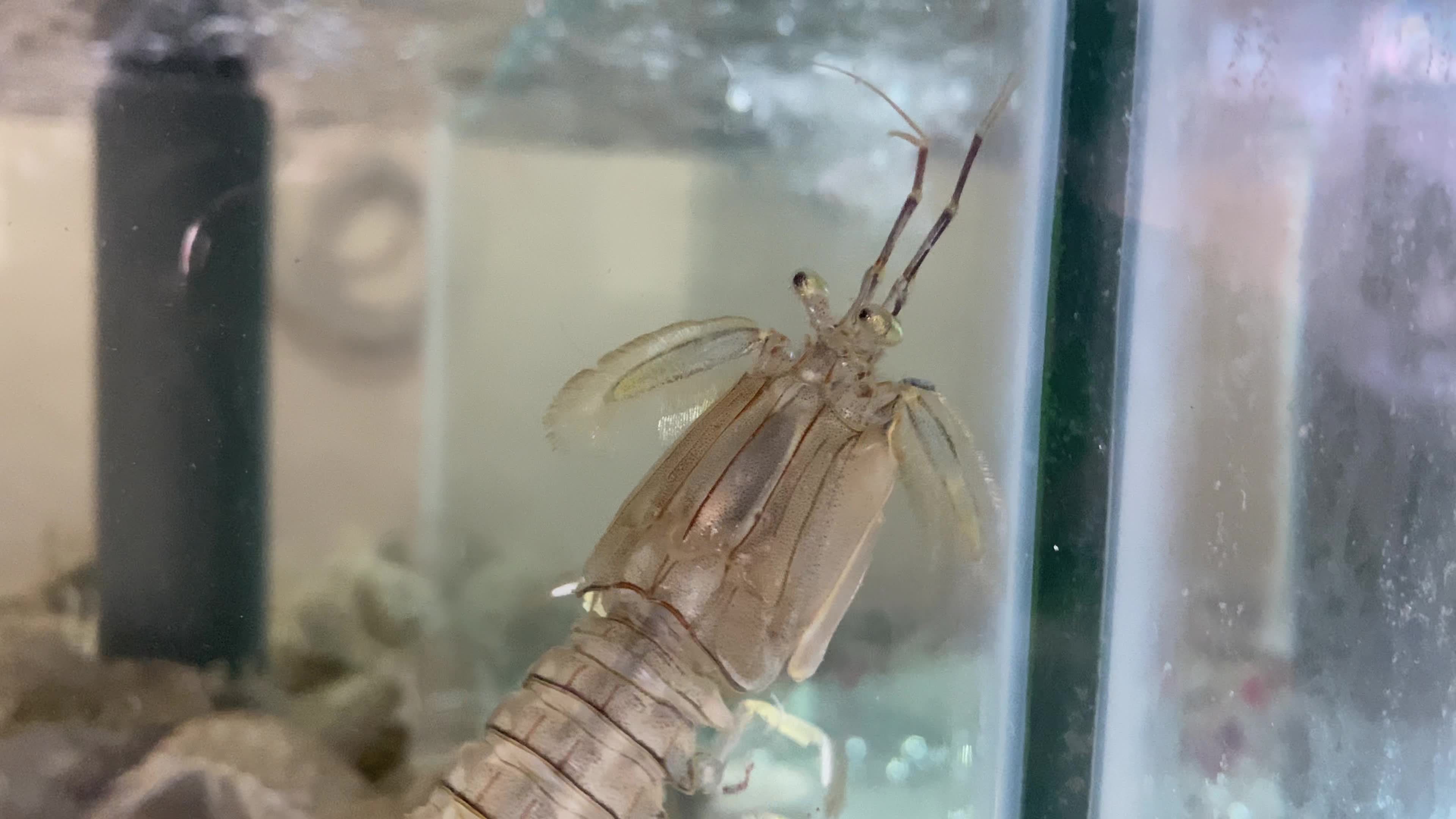 海鲜水产海蟹海虾海蛤蛤蜊生蚝视频素材画面2