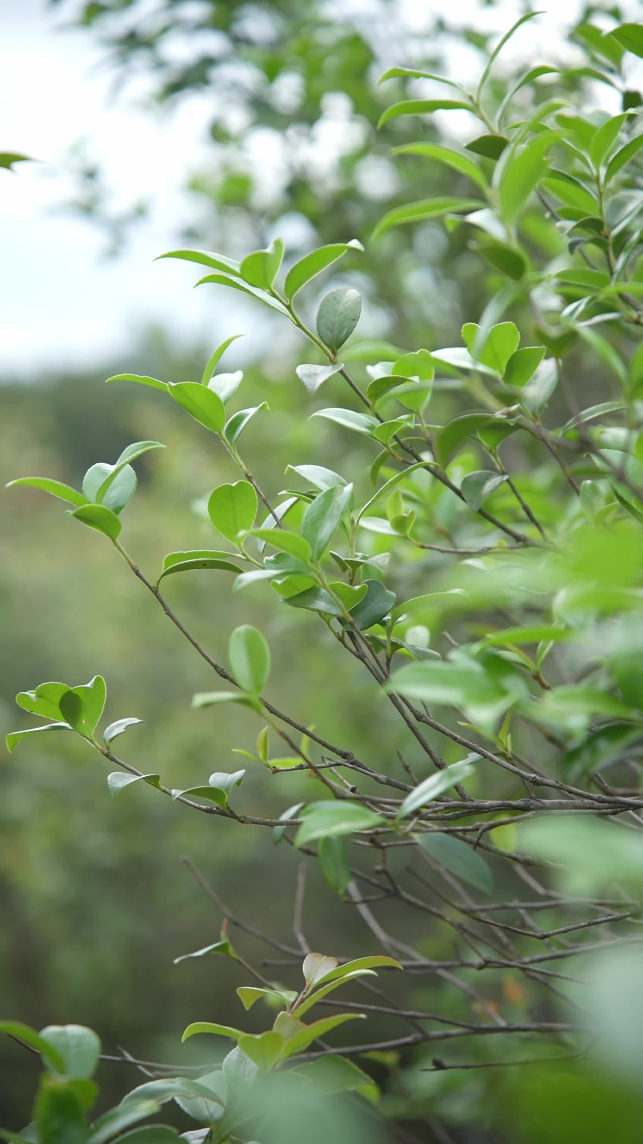 山茶树茶籽树树木视频素材画面1