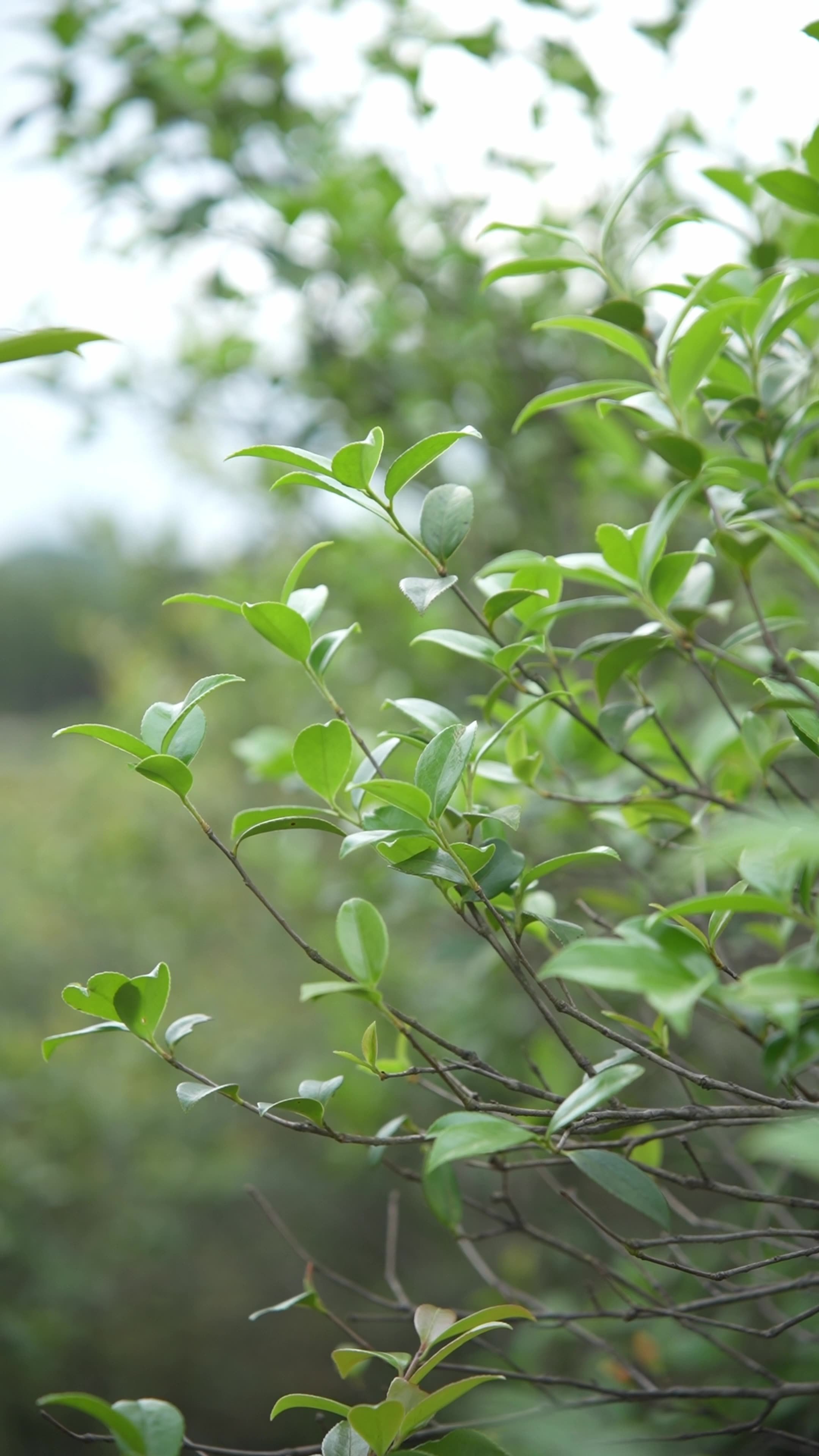 山茶树茶籽树树木视频素材画面2