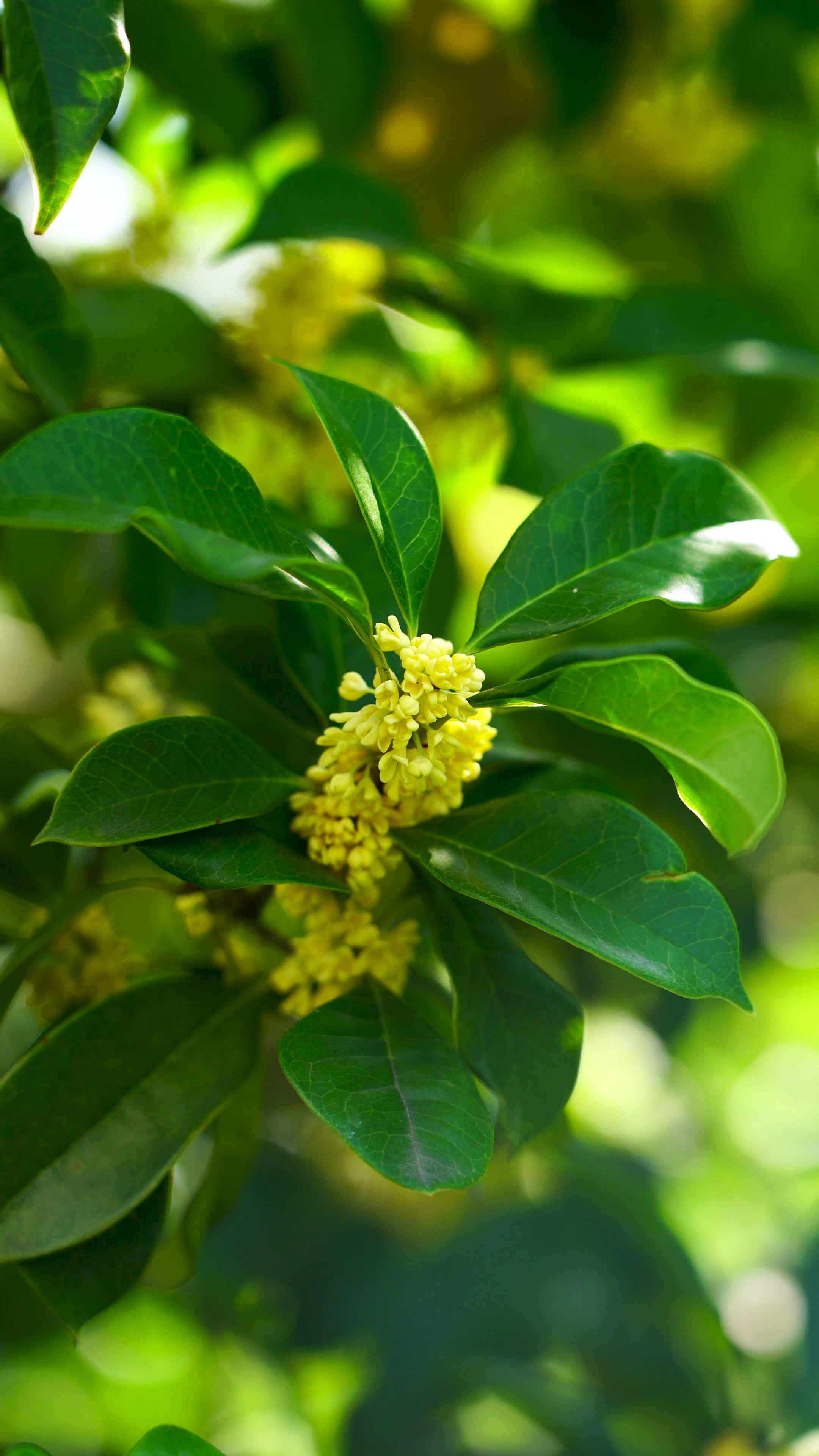 阳光下桂花树枝头开满了芳香的桂花视频素材画面1