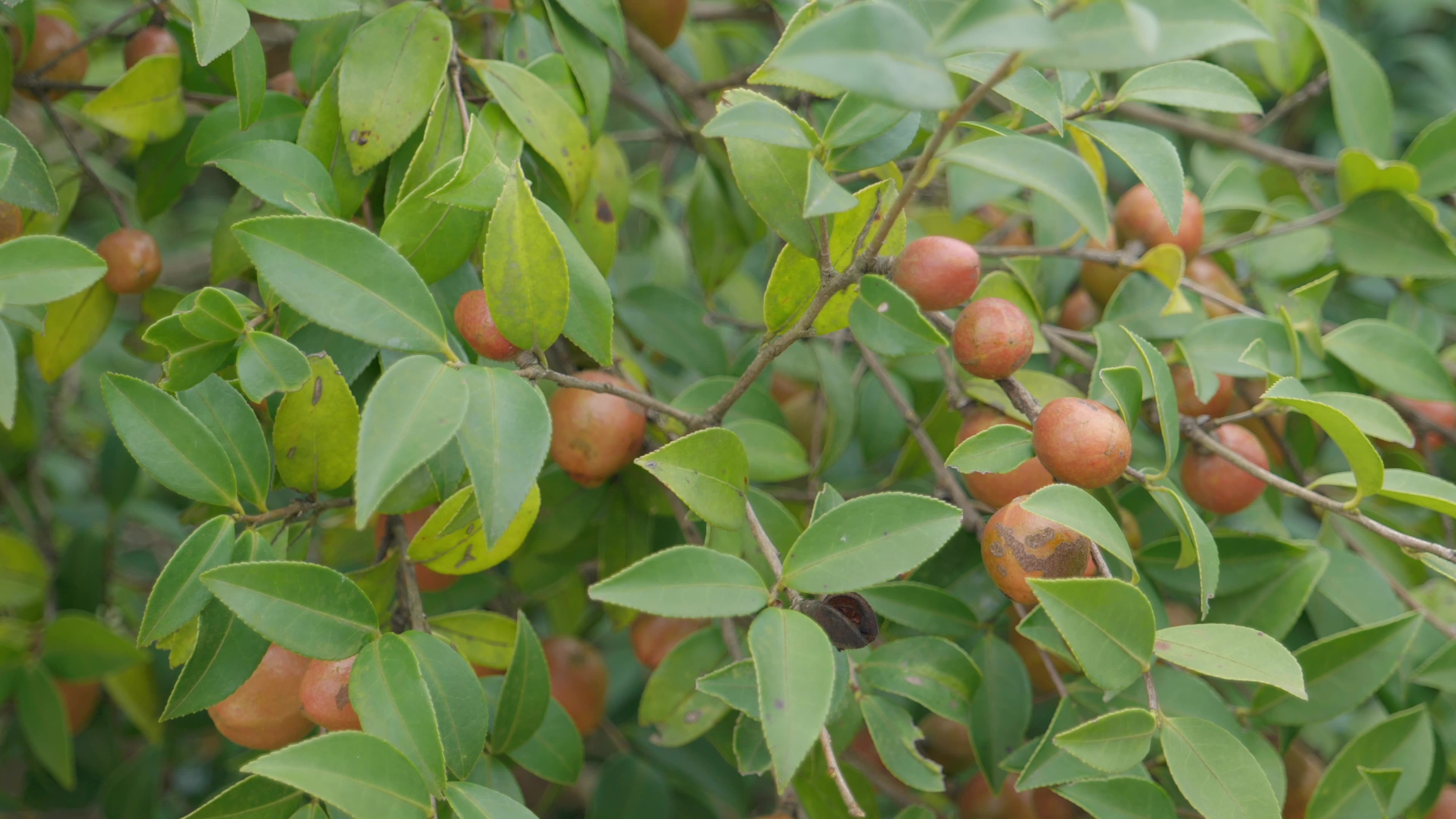 山油茶果树视频素材画面1