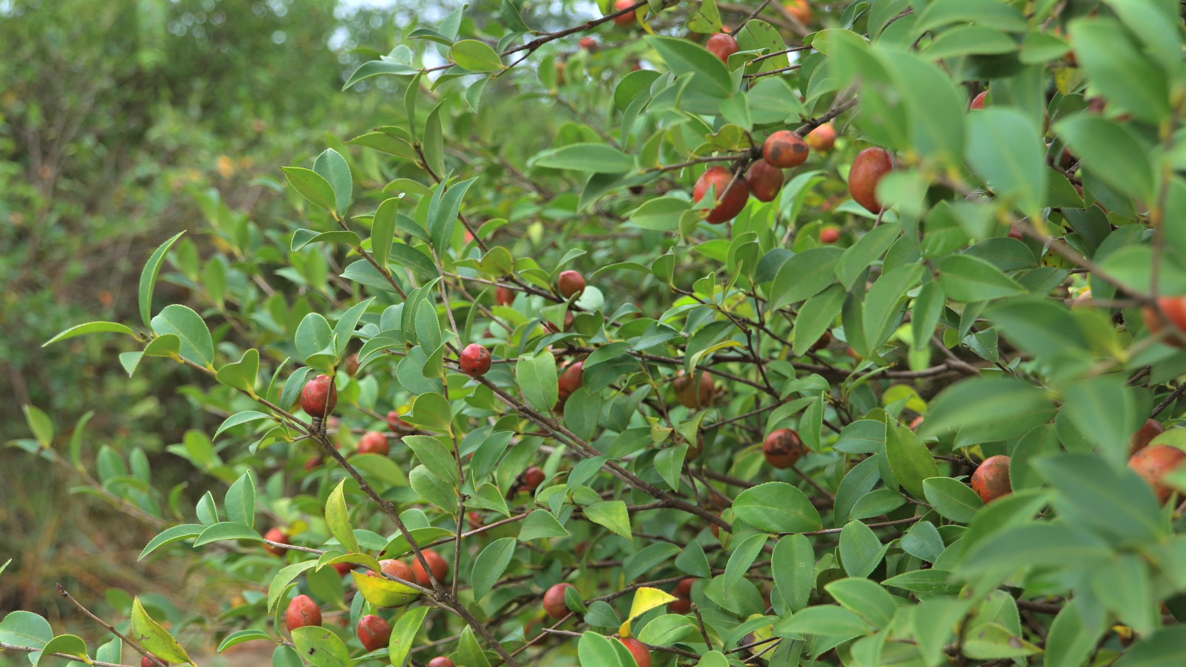 山油茶果树视频素材画面3