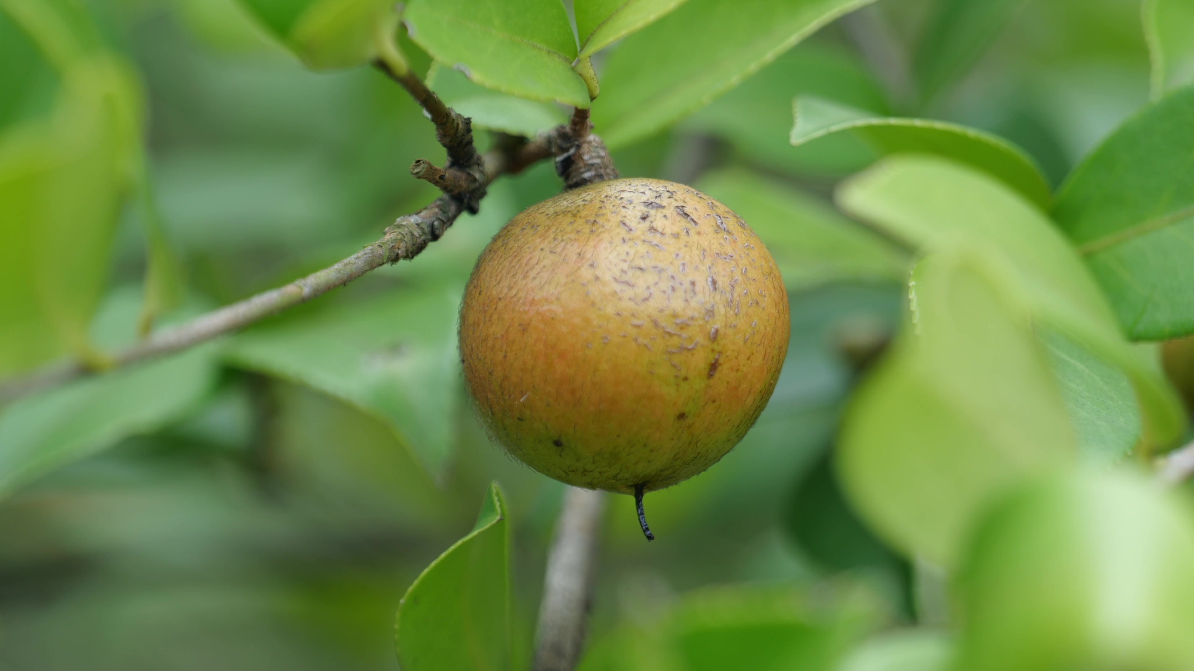 山油茶果采摘视频素材画面2
