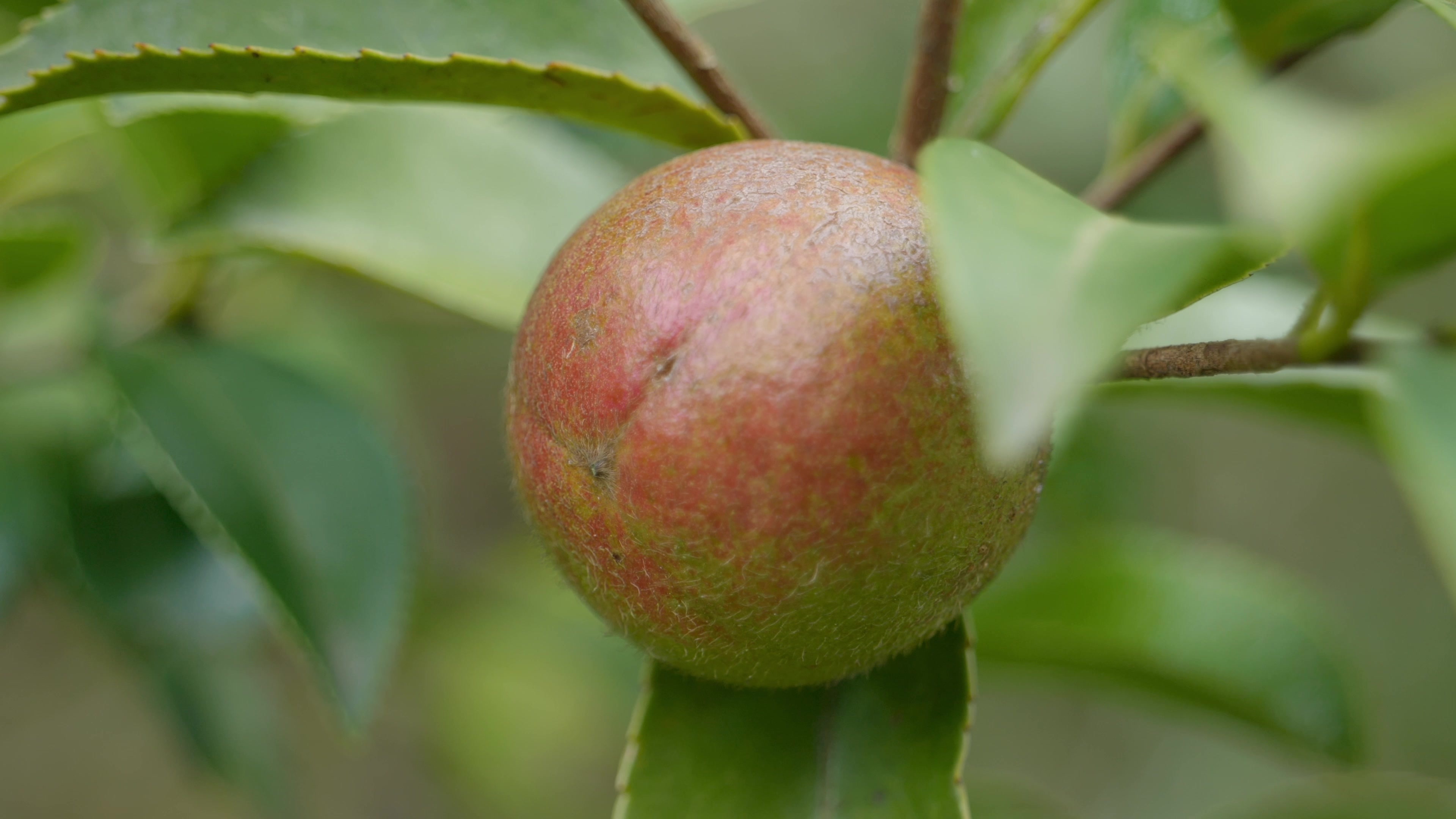 山油茶果采摘视频素材画面3