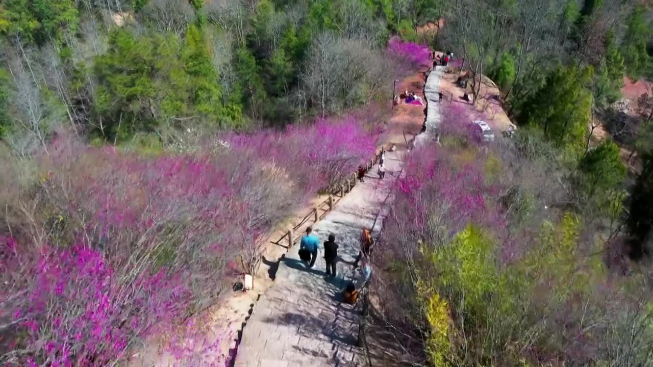 浙江天台，天台山风光，赤城山紫荆花，合集视频素材画面1