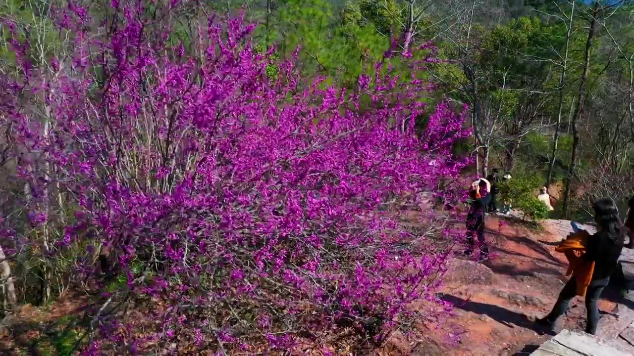 浙江天台，天台山风光，赤城山紫荆花，合集视频素材画面4