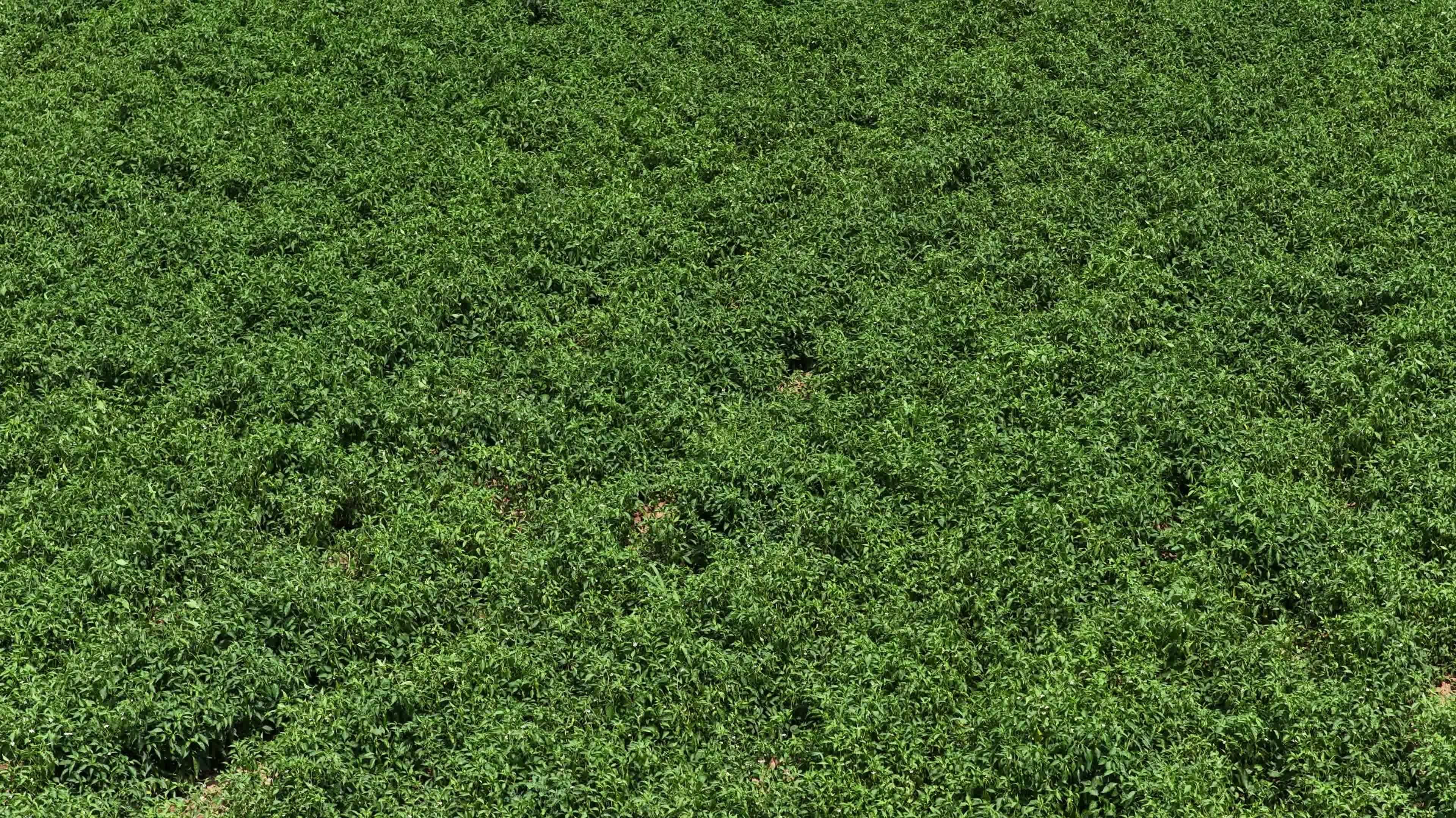 绿色农田航拍景观视频素材画面2