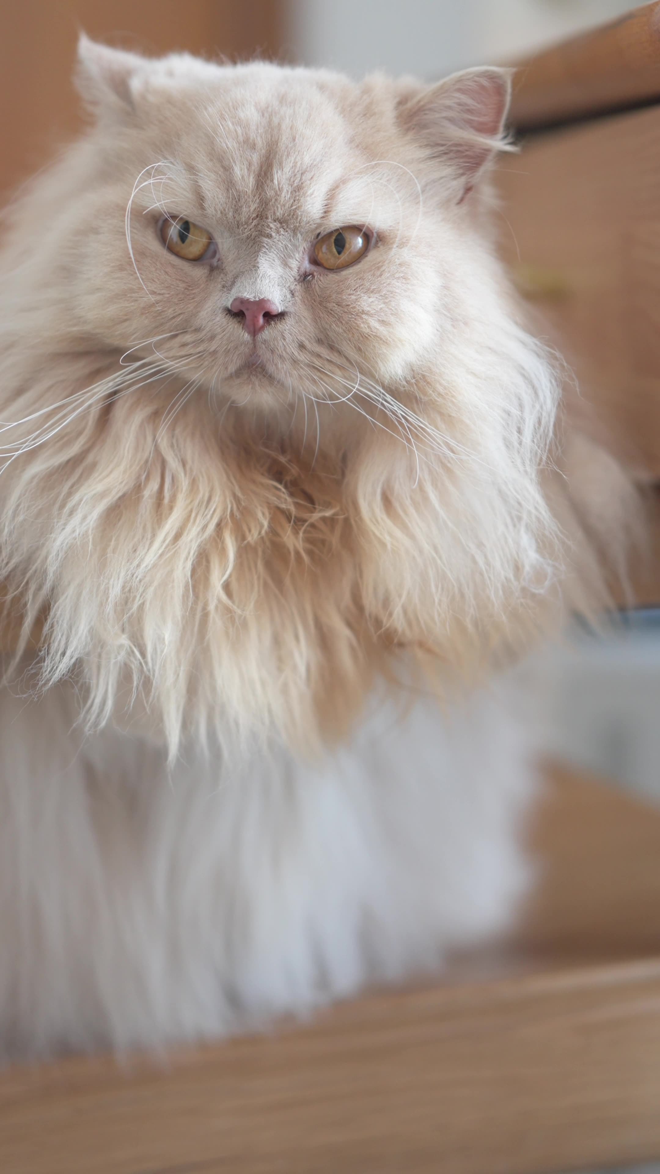 长毛猫咪呆萌瞬间视频素材画面1