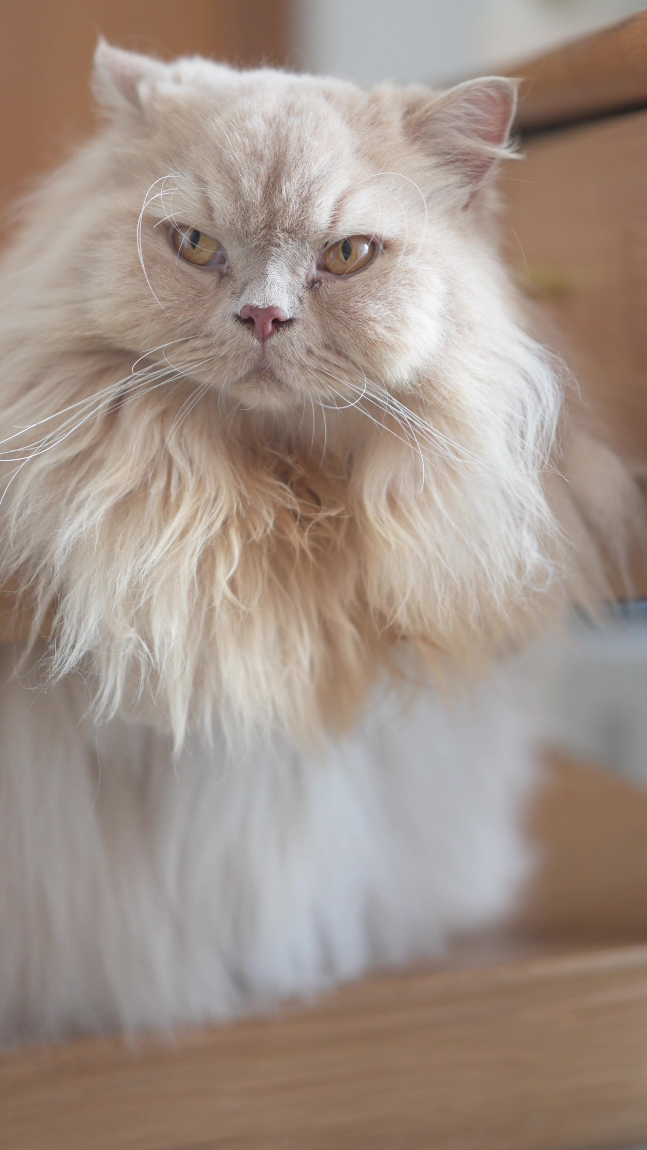 长毛猫咪呆萌瞬间视频素材画面2