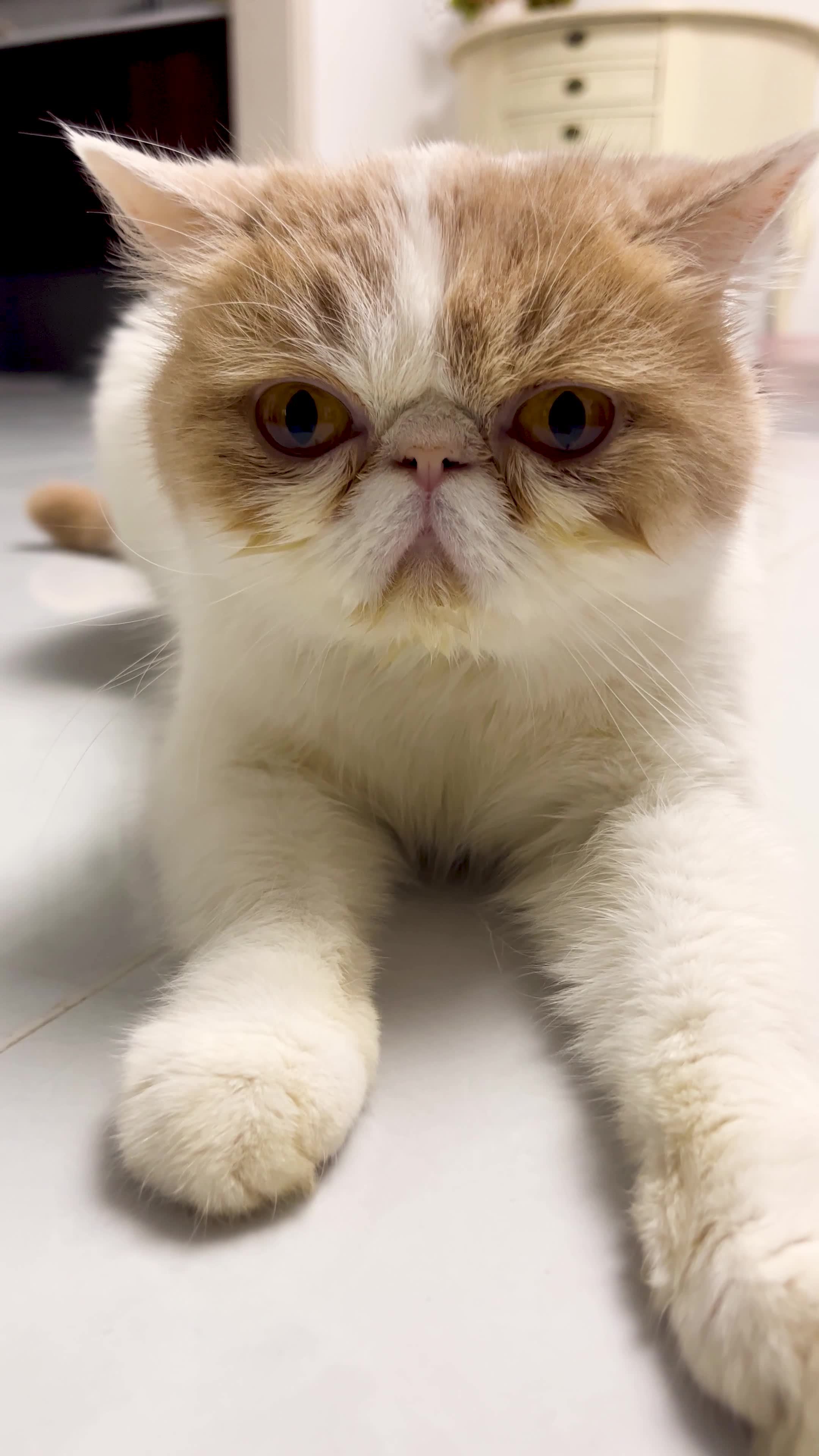 竖屏加菲猫慵懒躺姿特写可爱加菲猫居家卖萌视频素材画面2