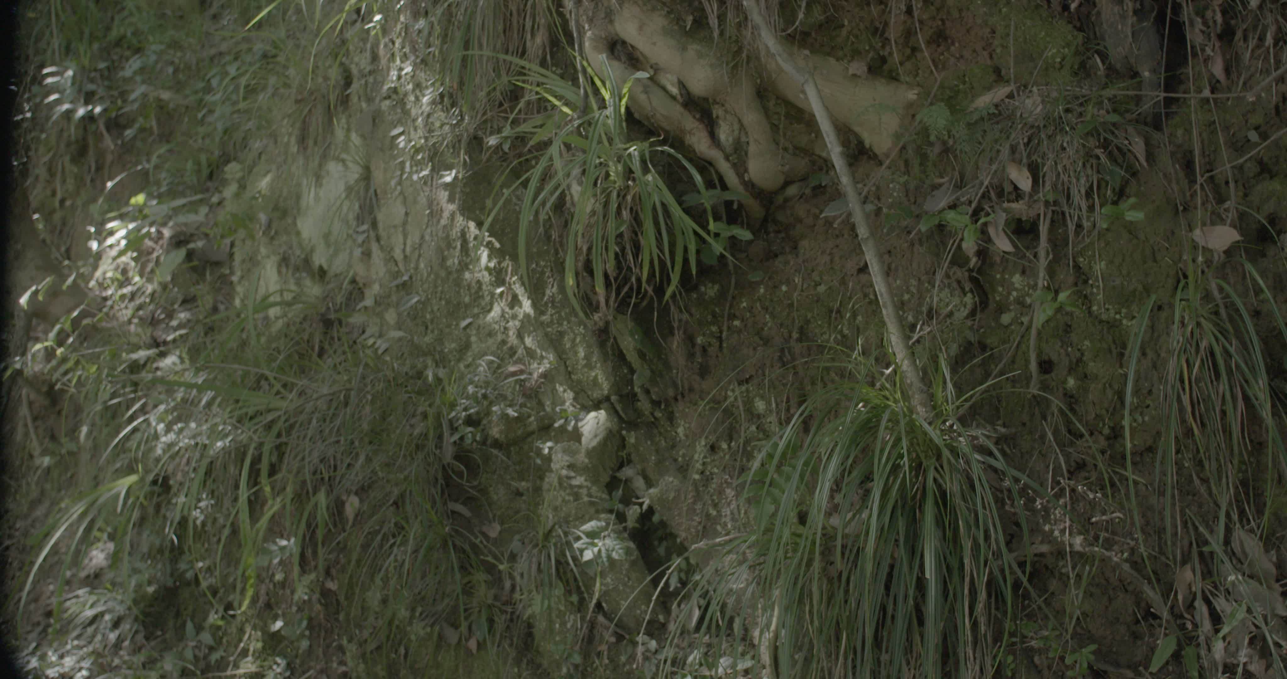 山林采药人 传统草药采集视频素材画面3