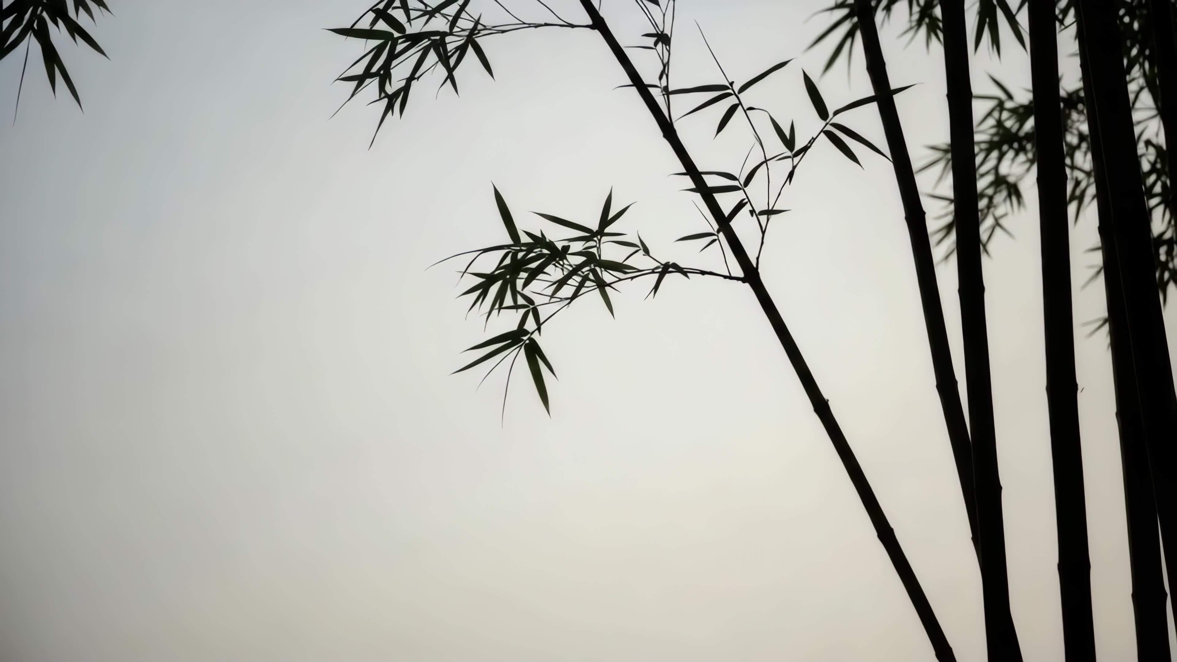 竹林竹叶自然景象视频素材画面1