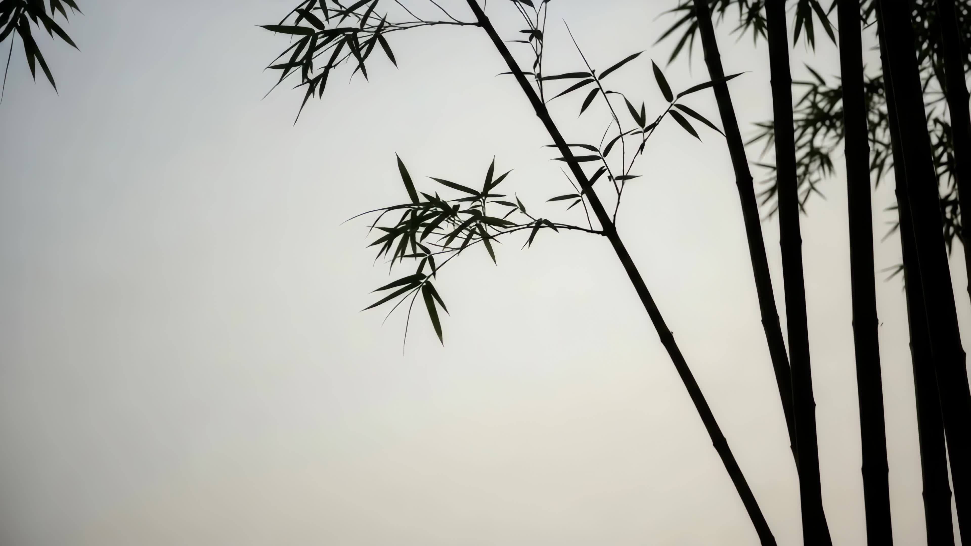 竹林竹叶自然景象视频素材画面2