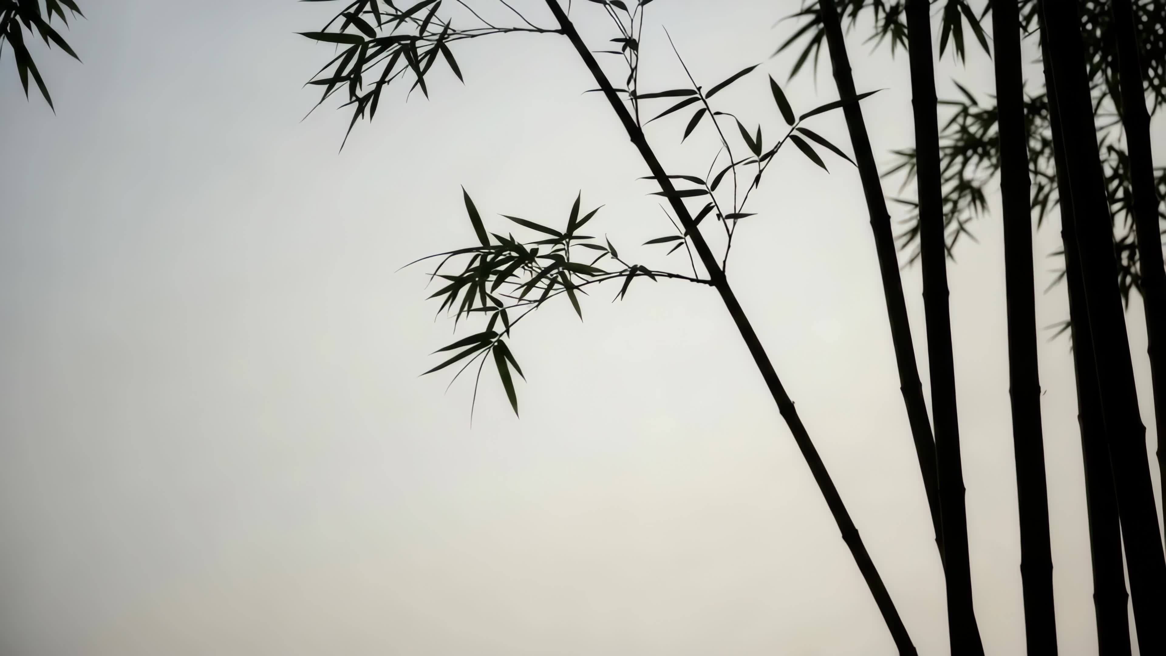 竹林竹叶自然景象视频素材画面3