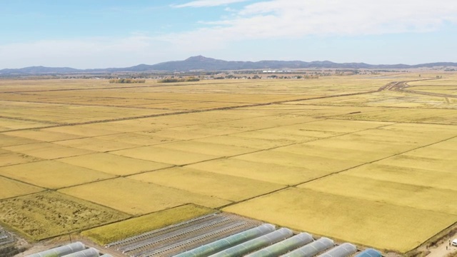 高空俯拍兴凯湖万顷稻田视频素材