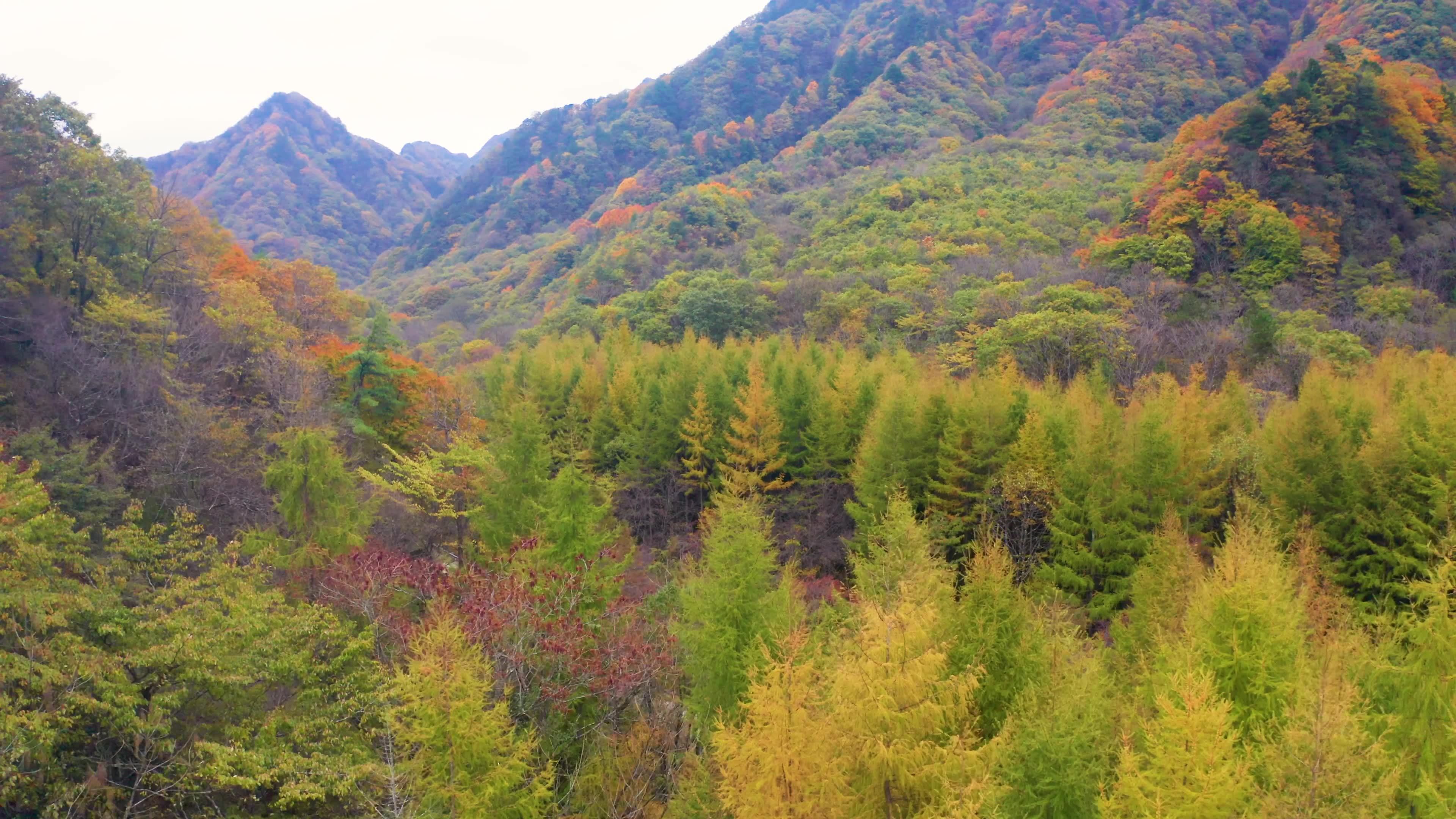 航拍光雾山山林秋色风光视频素材画面1