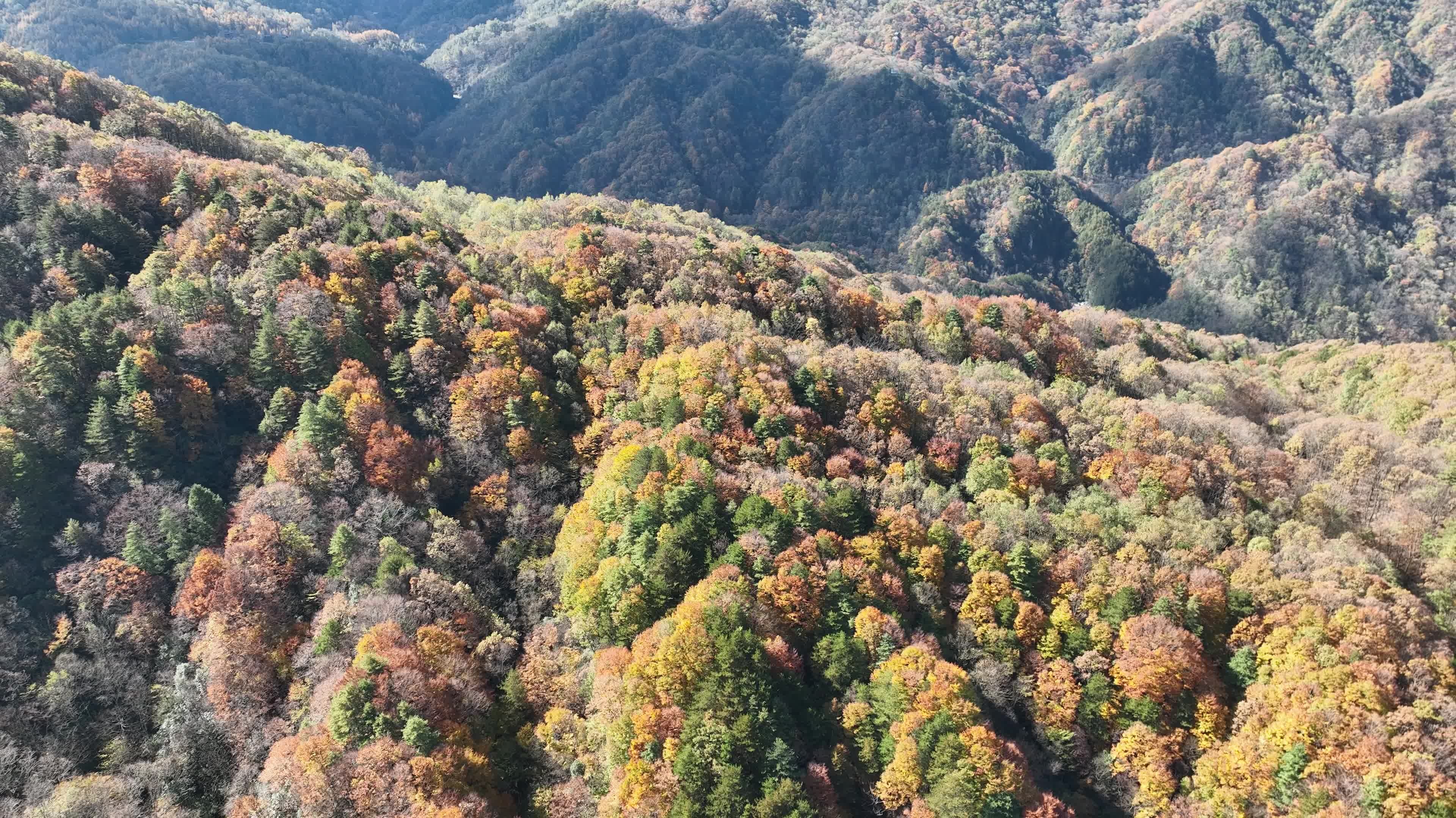 巴中光雾山红叶视频素材画面1