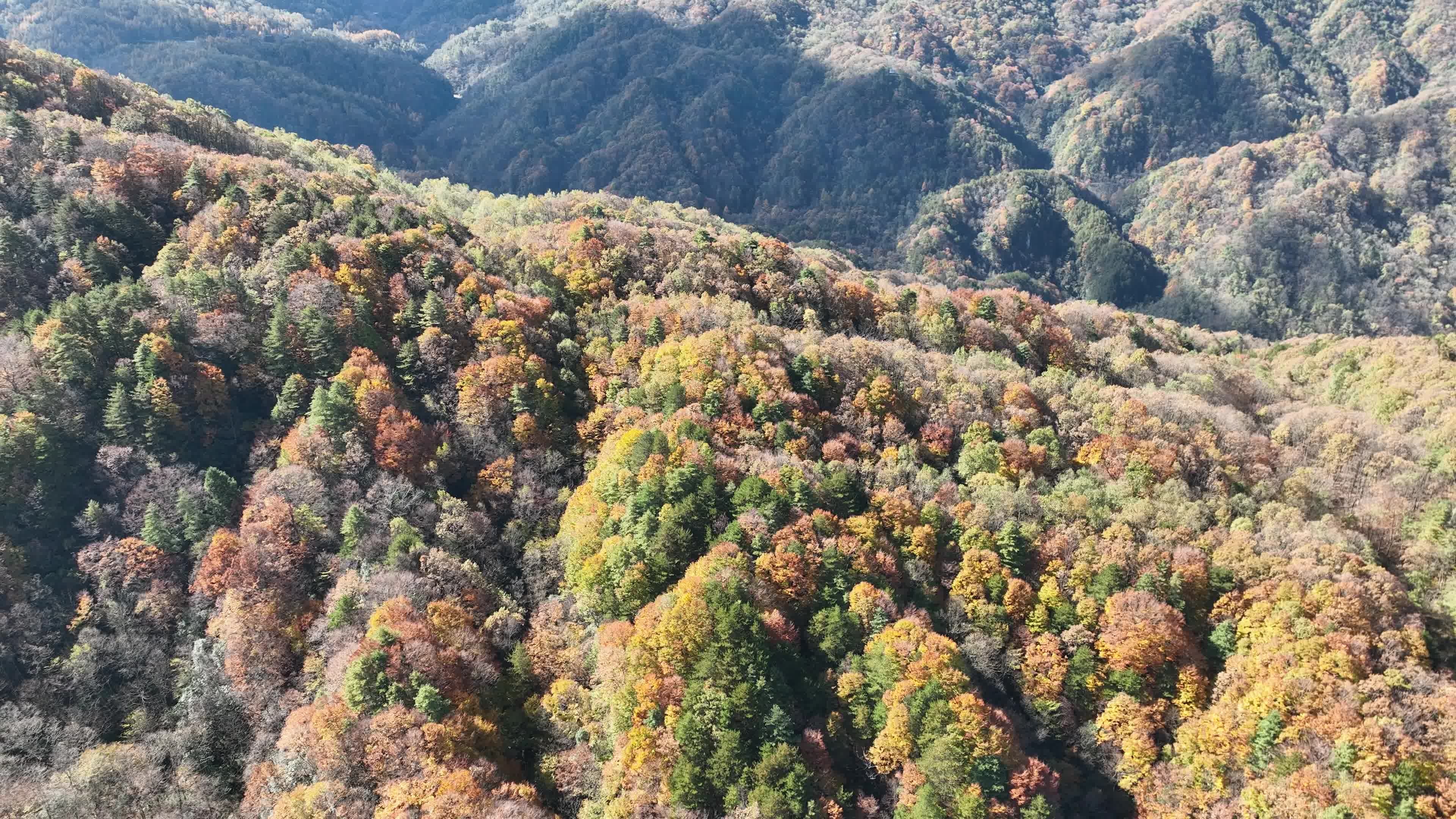 巴中光雾山红叶视频素材画面2