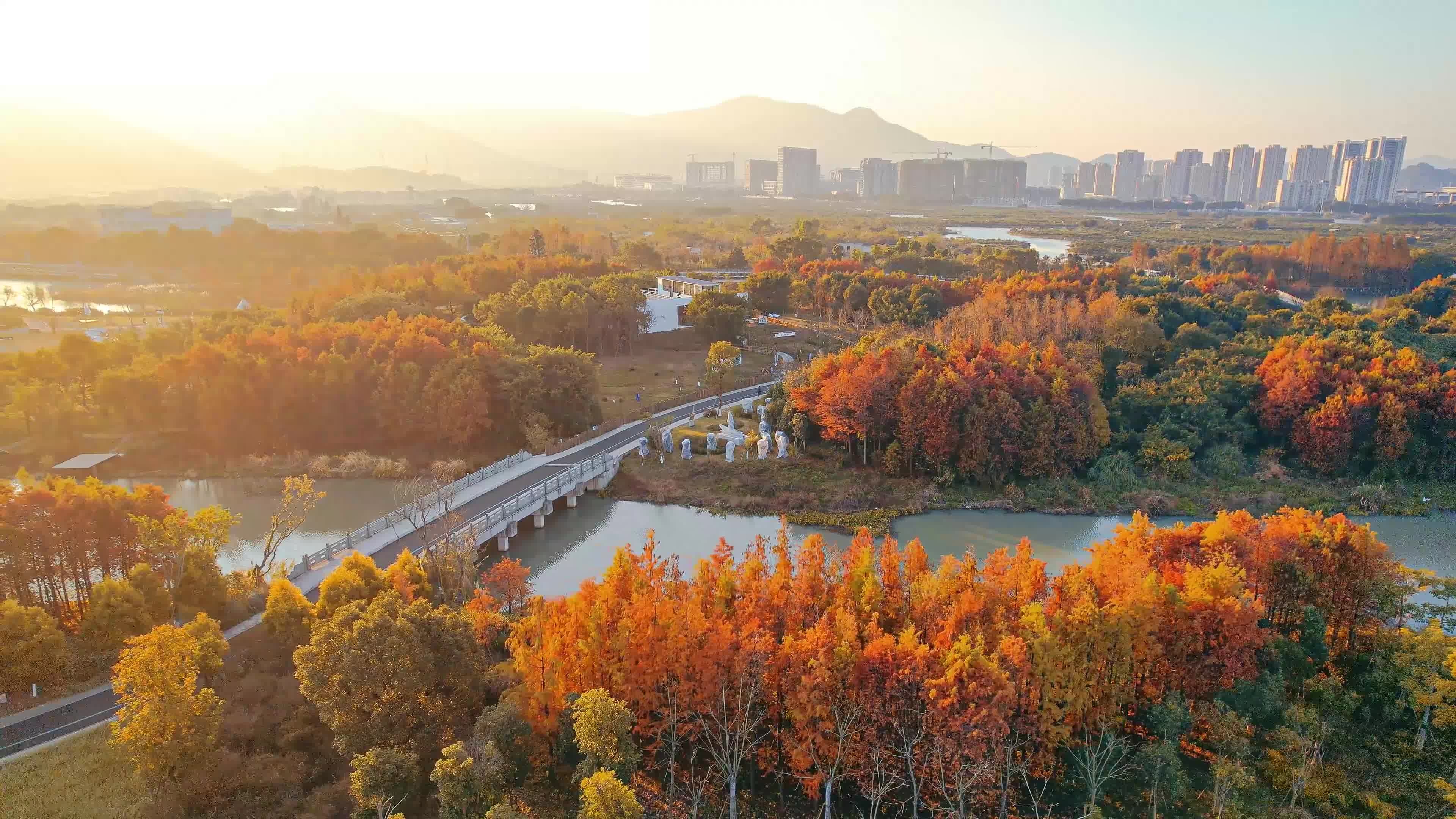 温州三垟湿地视频素材画面3