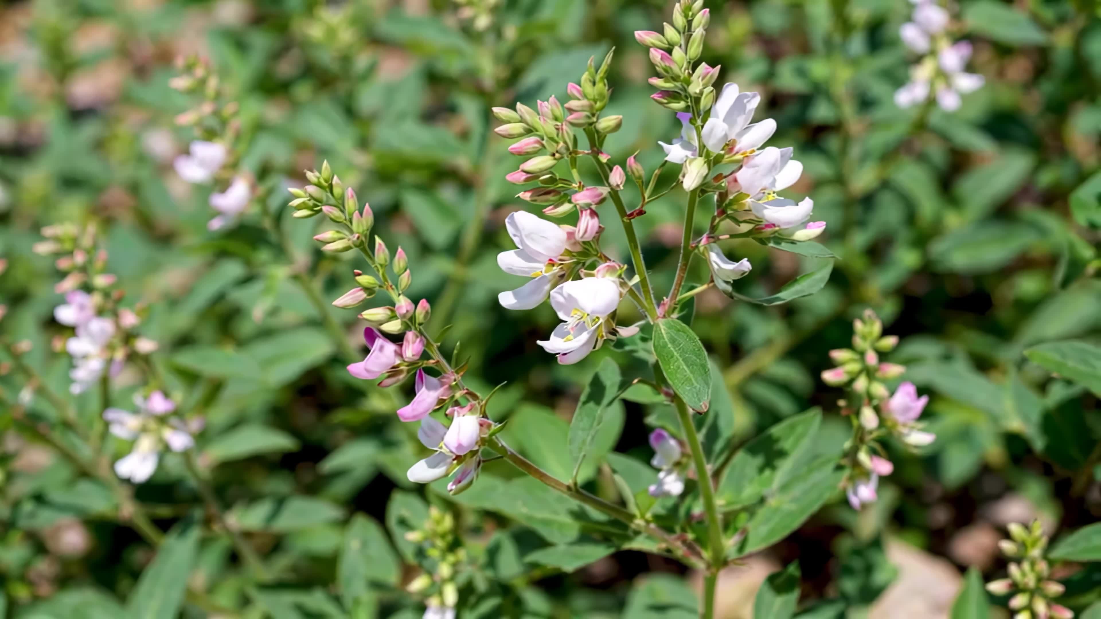 野豌豆花丛绿叶白花植物视频素材画面1