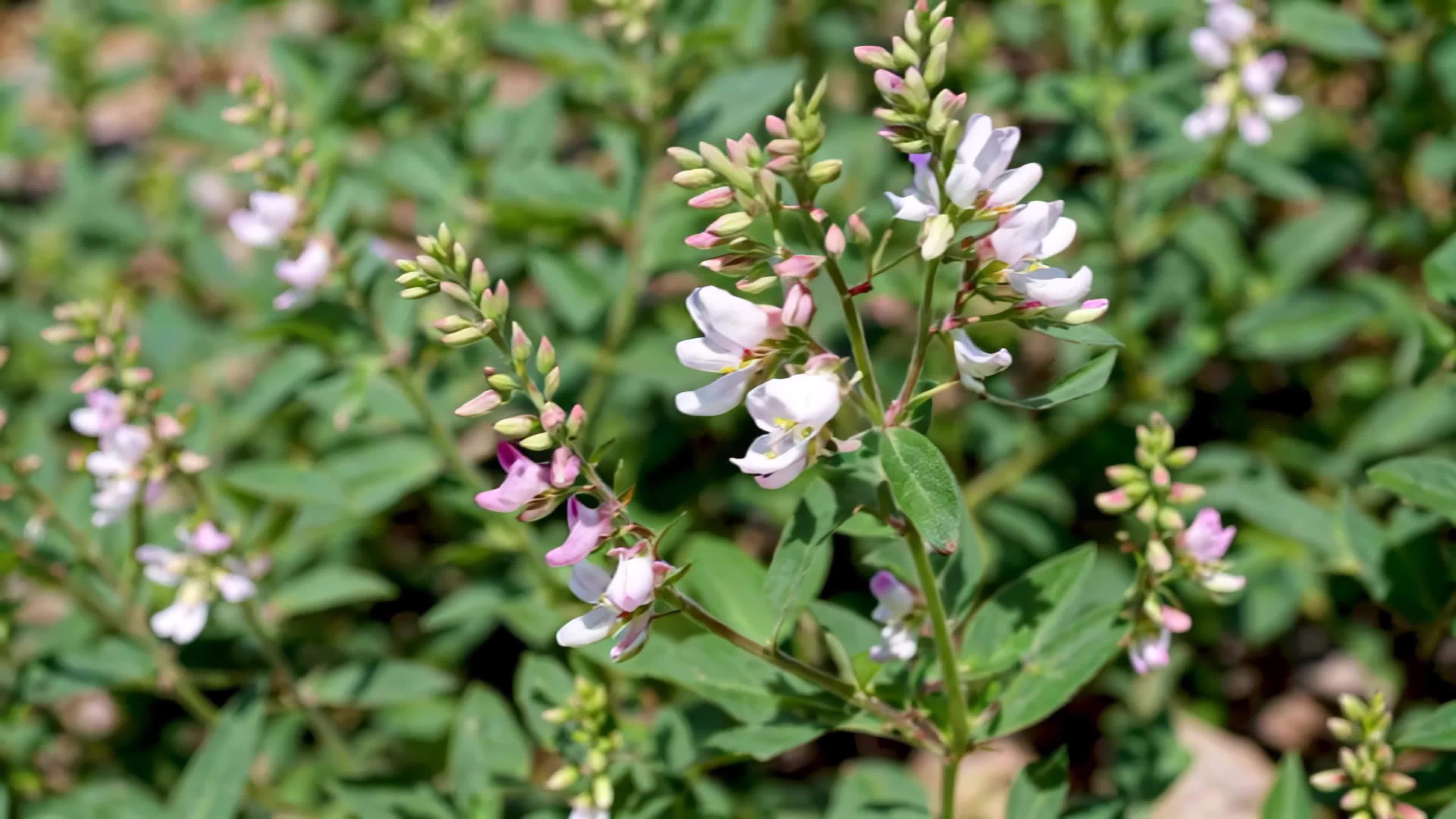 野豌豆花丛绿叶白花植物视频素材画面4