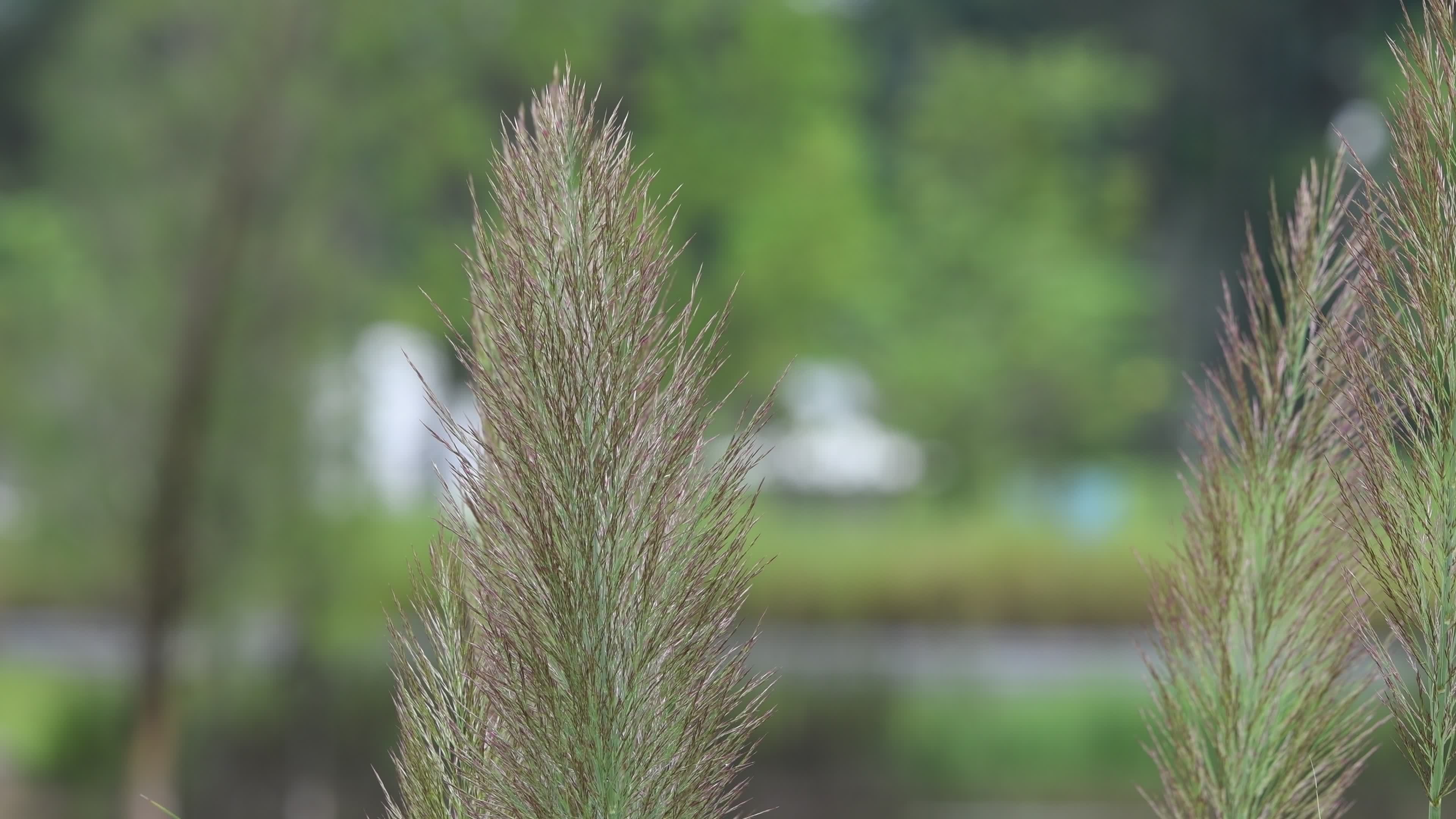 初秋青色的芦苇视频素材画面1
