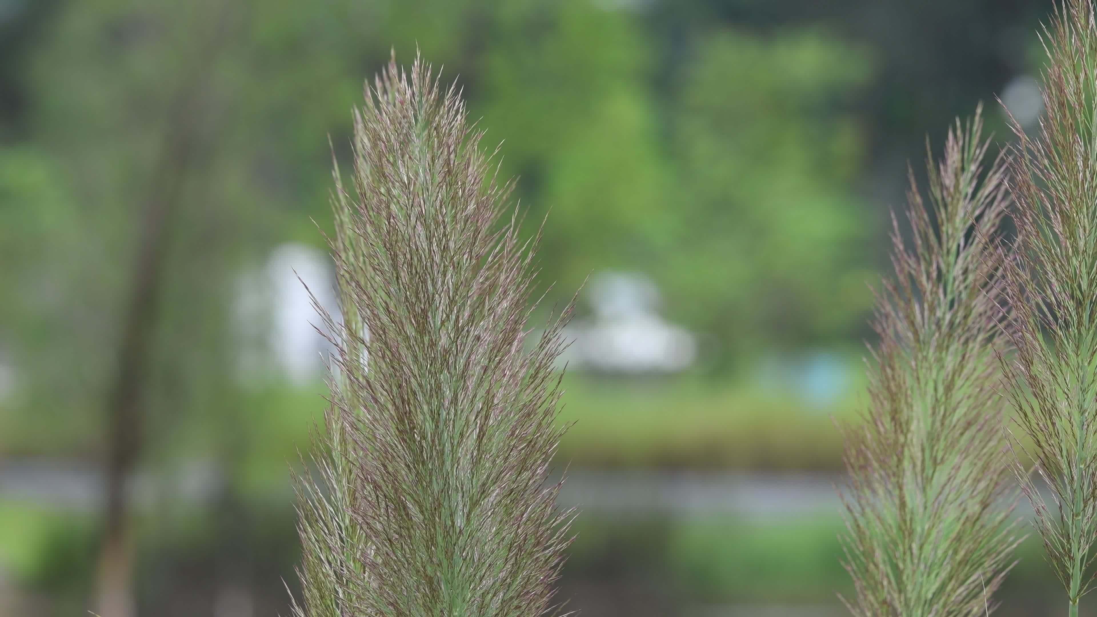 初秋青色的芦苇视频素材画面4