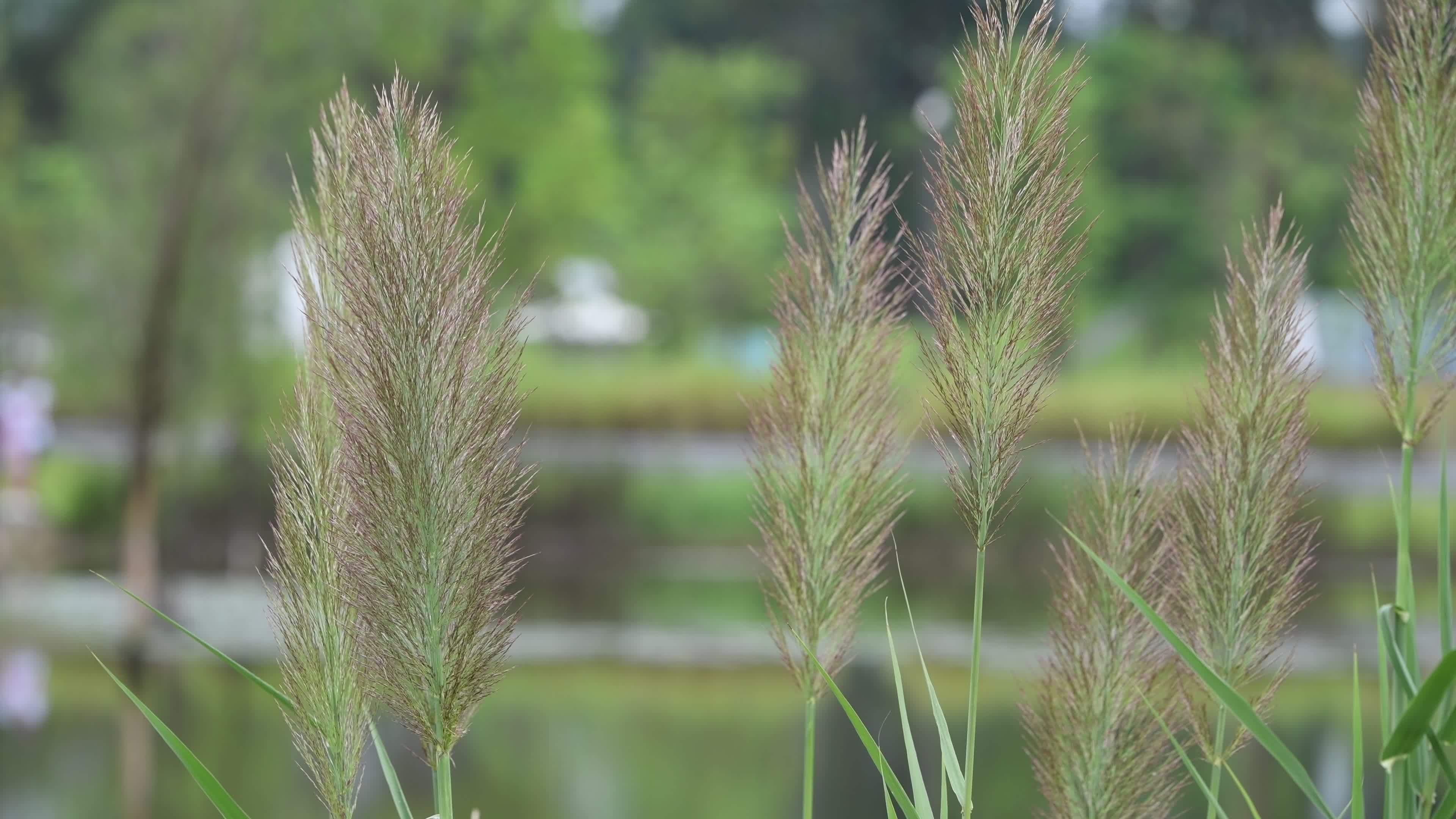 初秋青色的芦苇视频素材画面4