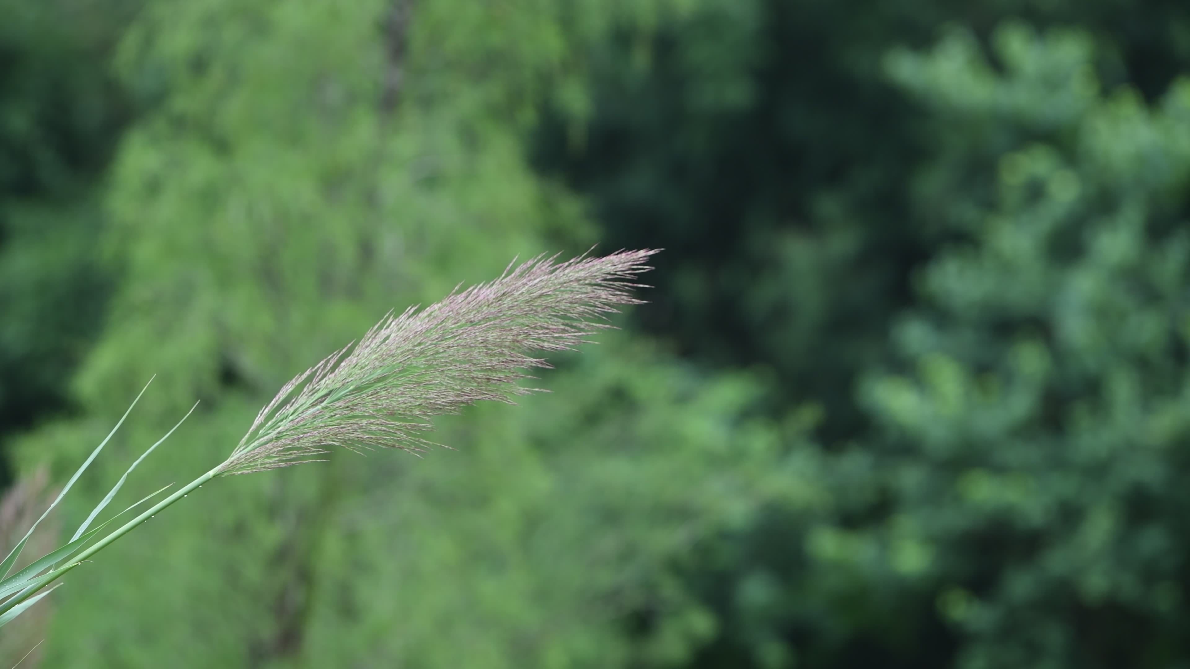 初秋青色的芦苇视频素材画面1