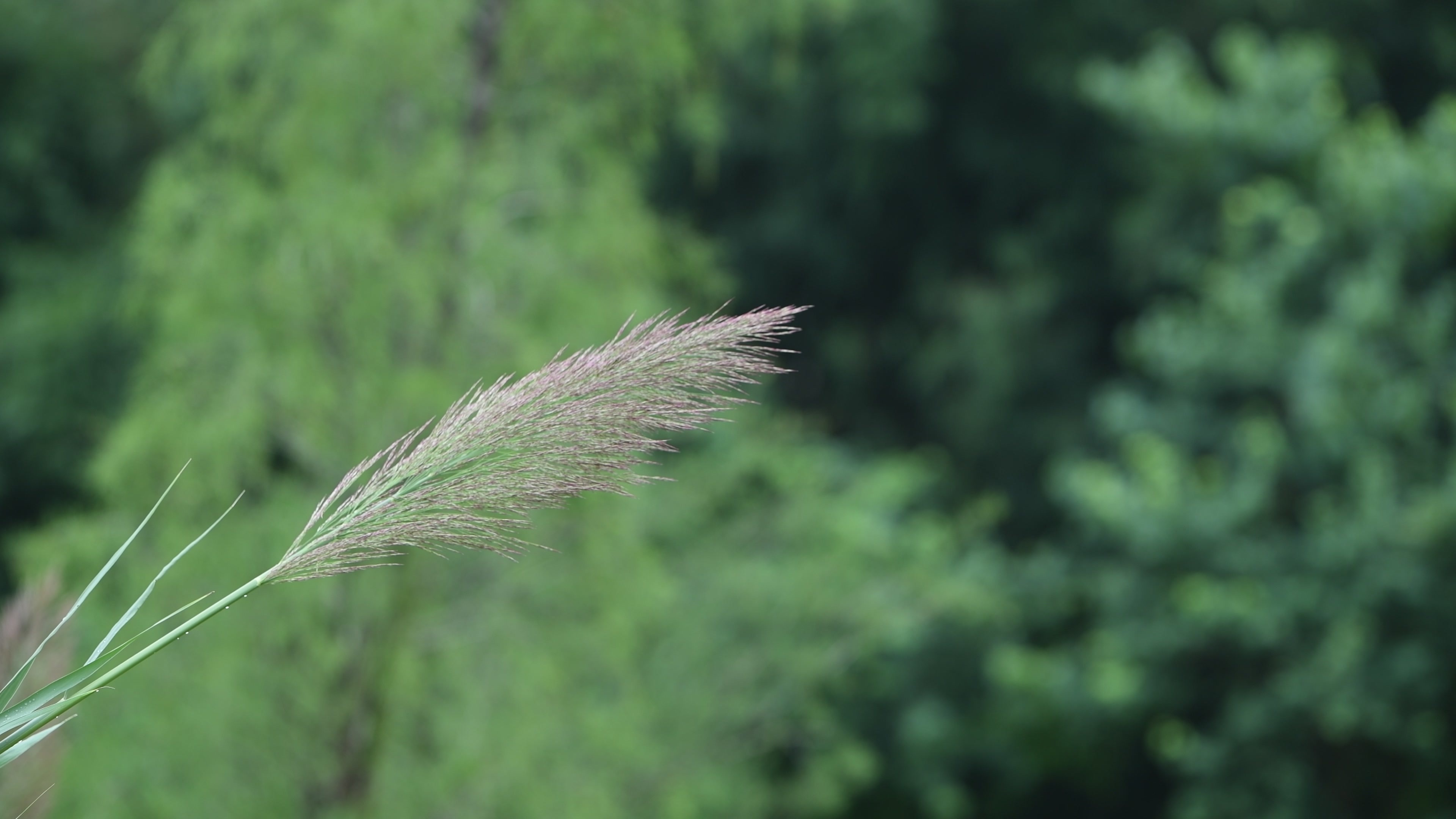 初秋青色的芦苇视频素材画面2