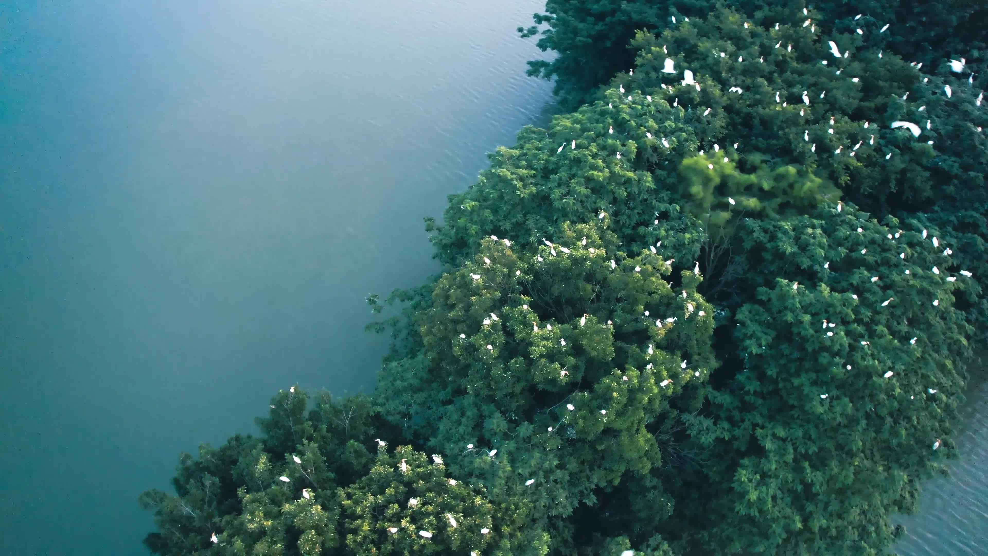 三垟湿地白鹭视频素材画面3