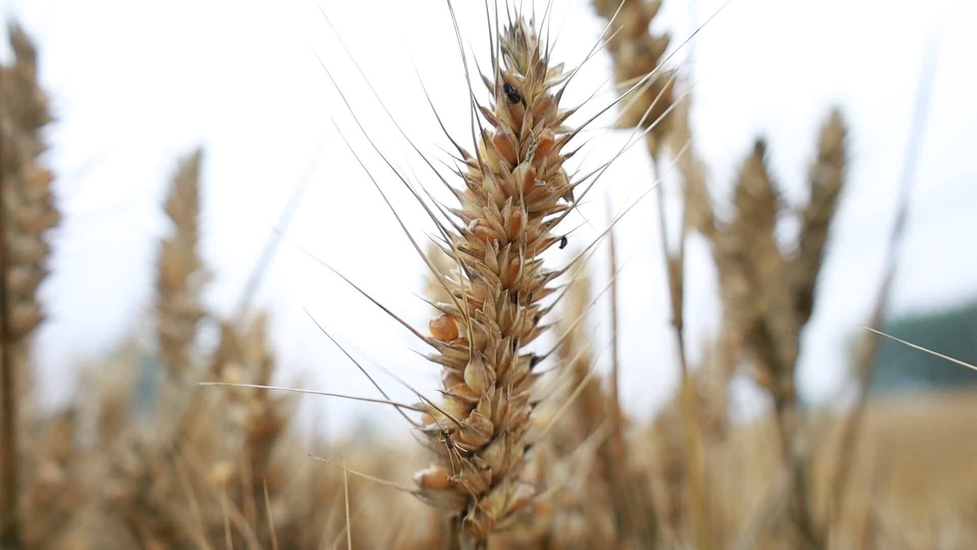 小麦受灾发霉 烂场雨 河南小麦地里发霉视频素材画面1