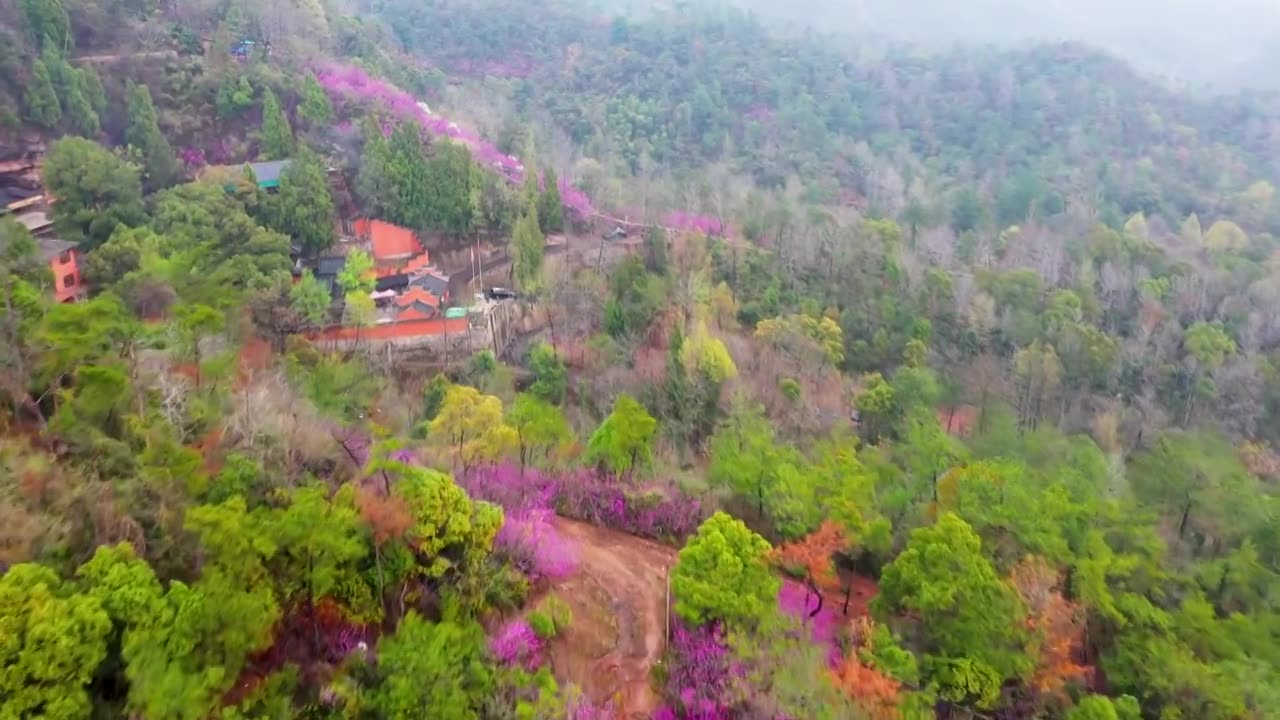 浙江天台县，赤城山，紫荆花的季节，合集视频素材画面1