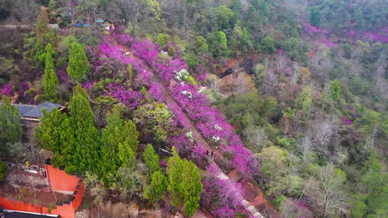 浙江天台县，赤城山，紫荆花的季节，合集视频素材画面4