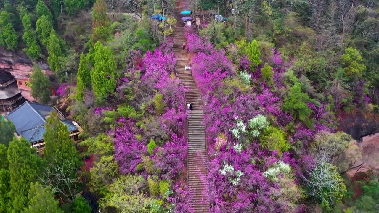 浙江天台县，赤城山，紫荆花的季节，合集视频素材画面1