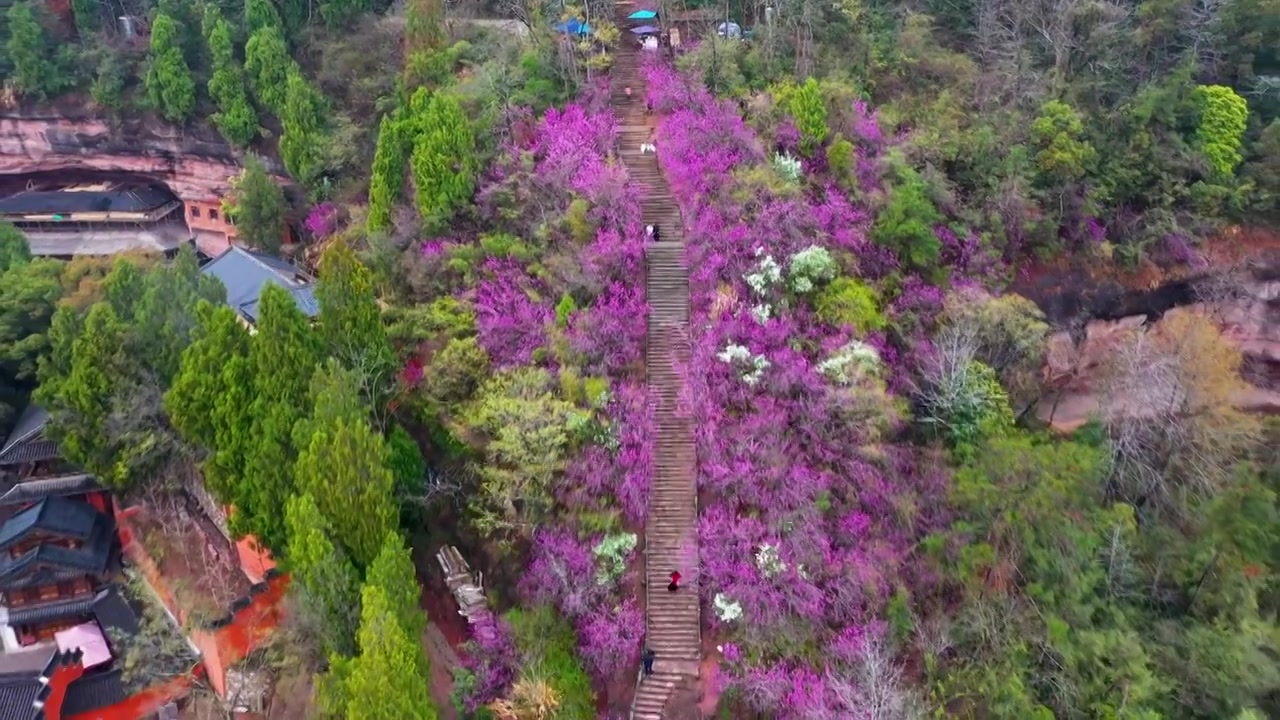 浙江天台县，赤城山，紫荆花的季节，合集视频素材画面3