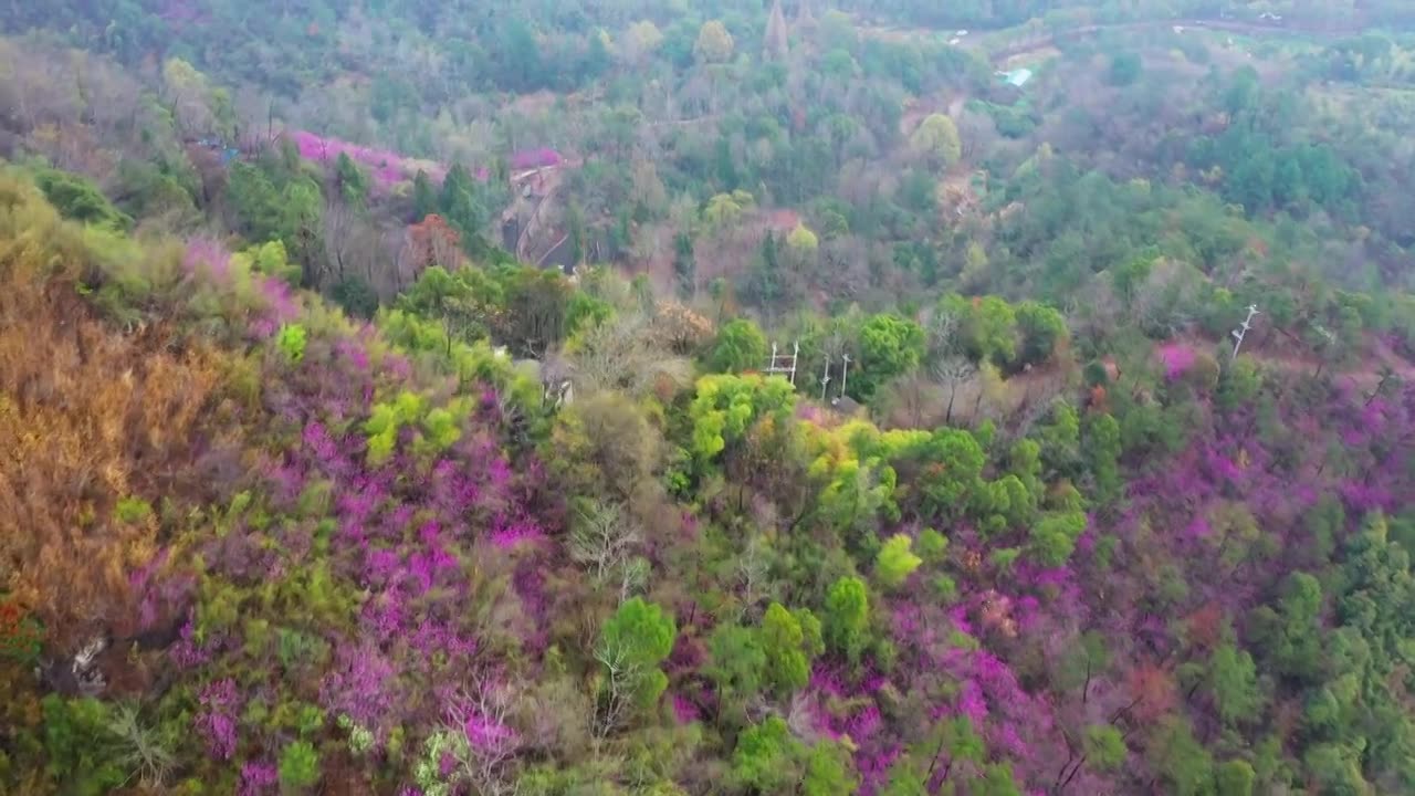 浙江天台县，赤城山，紫荆花的季节，合集视频素材画面1