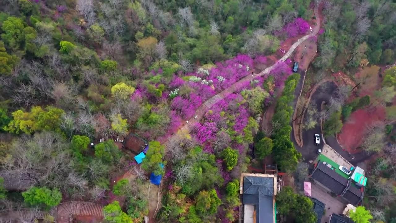 浙江天台县，赤城山，紫荆花的季节，合集视频素材画面1