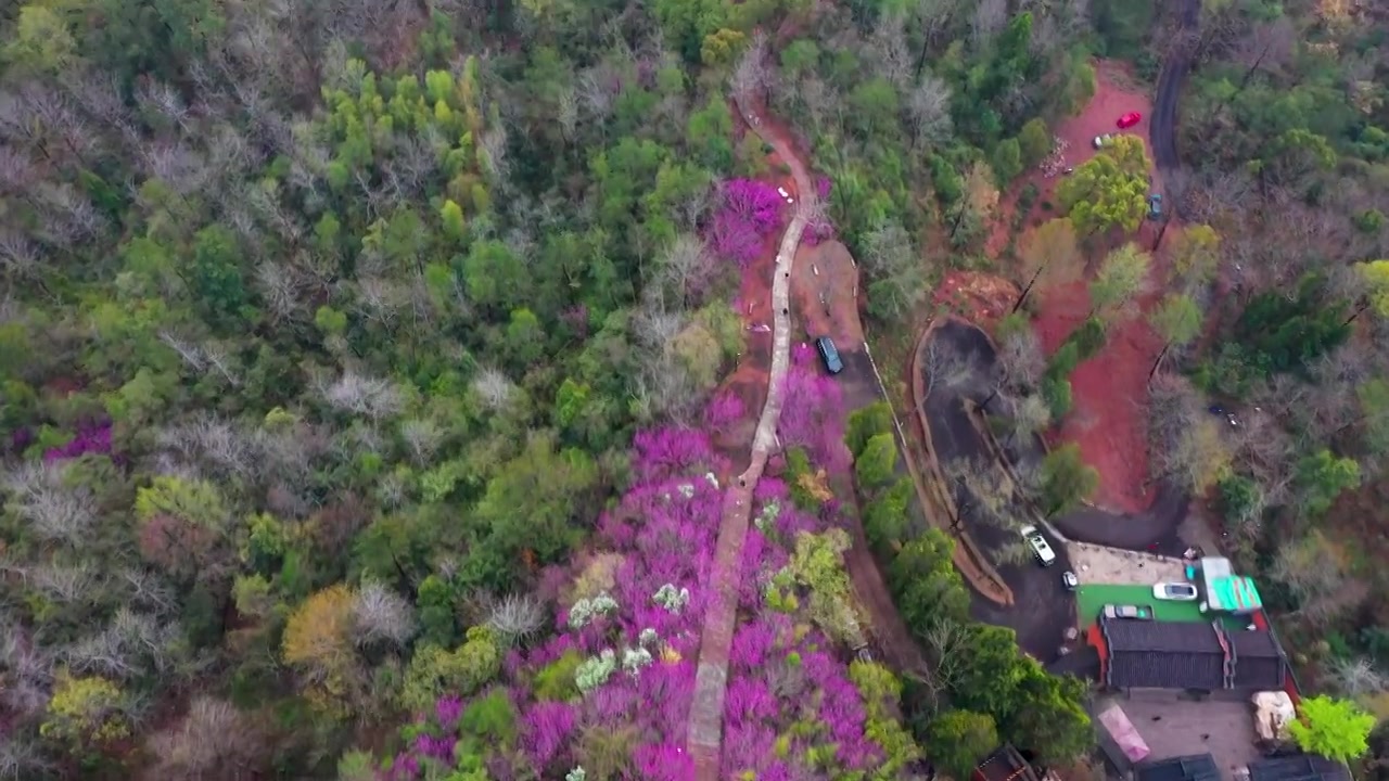 浙江天台县，赤城山，紫荆花的季节，合集视频素材画面4