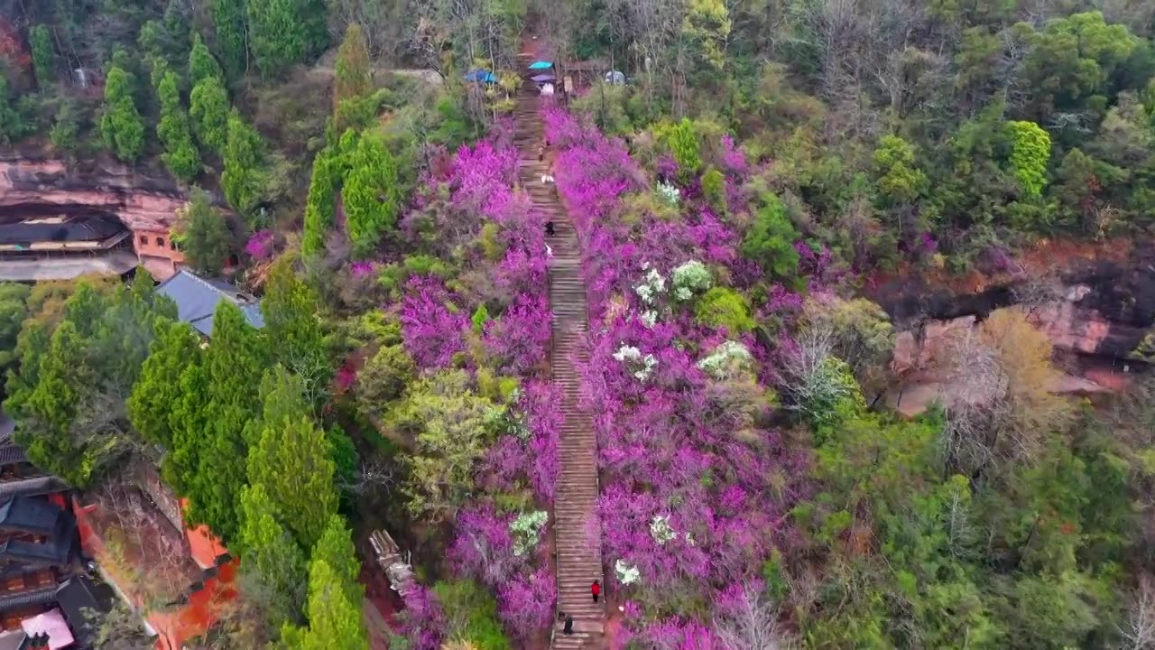 浙江天台县，赤城山，紫荆花的季节，合集视频素材画面1