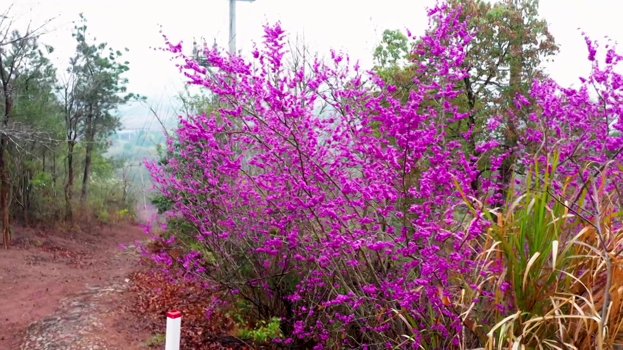 浙江天台县，赤城山，紫荆花的季节，合集视频素材画面3