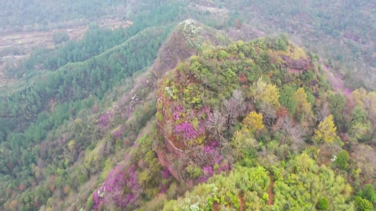 浙江天台县，赤城山，紫荆花的季节，合集视频素材画面1