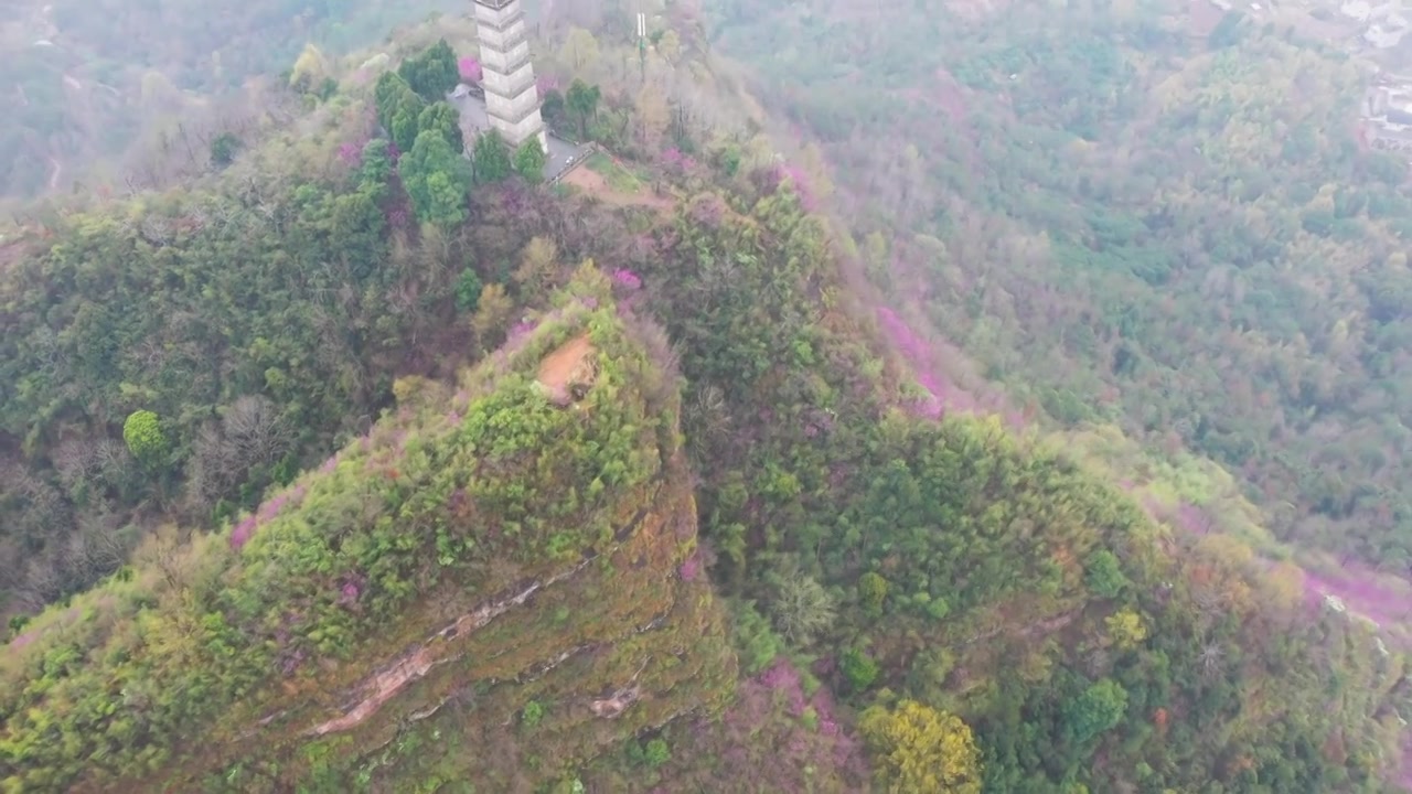 浙江天台县，赤城山，紫荆花的季节，合集视频素材画面3