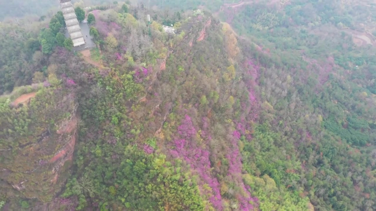 浙江天台县，赤城山，紫荆花的季节，合集视频素材画面4