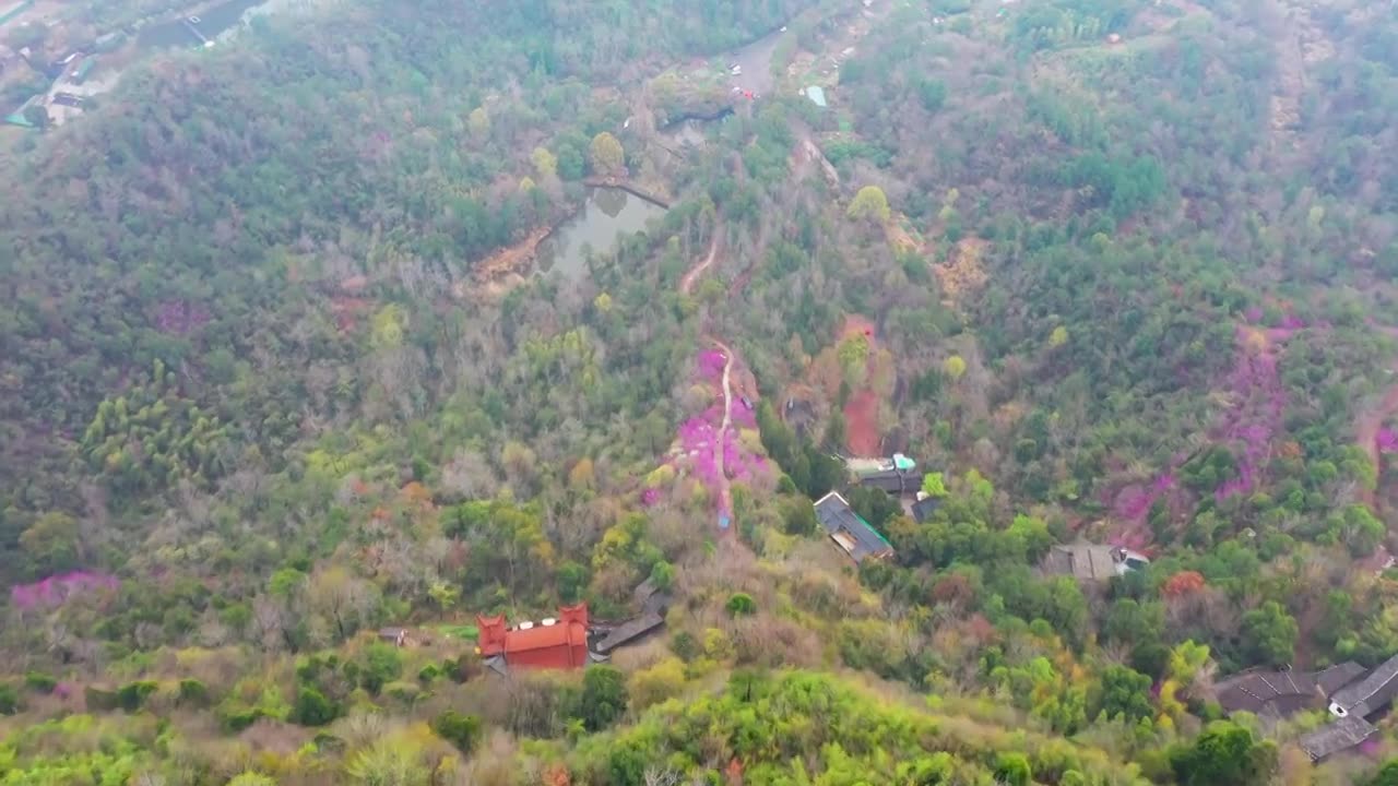 浙江天台县，赤城山，紫荆花的季节，合集视频素材画面1