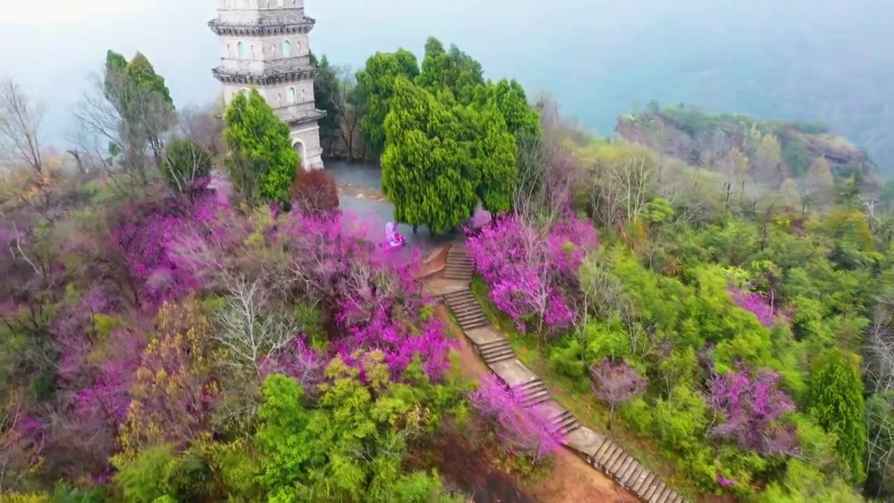 浙江天台县，赤城山，紫荆花的季节，合集视频素材画面3