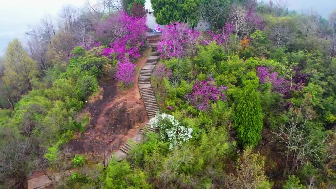 浙江天台县，赤城山，紫荆花的季节，合集视频素材画面1