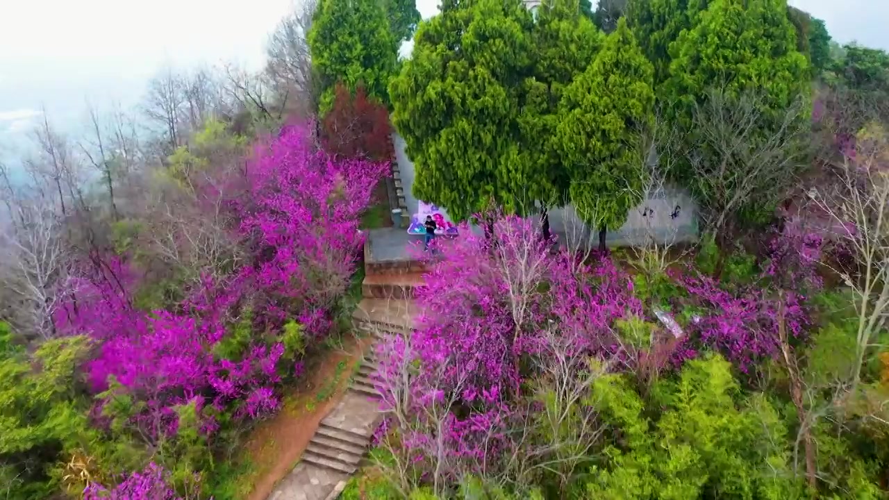 浙江天台县，赤城山，紫荆花的季节，合集视频素材画面3